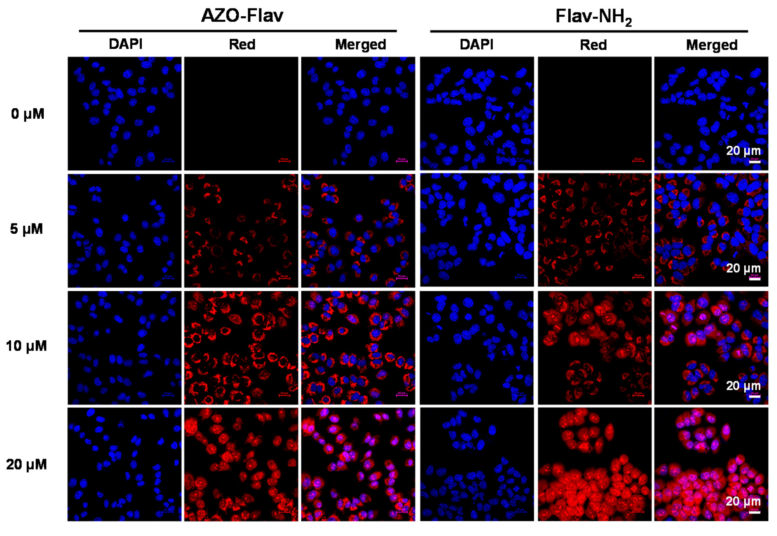 Molecules 26 04938 g007