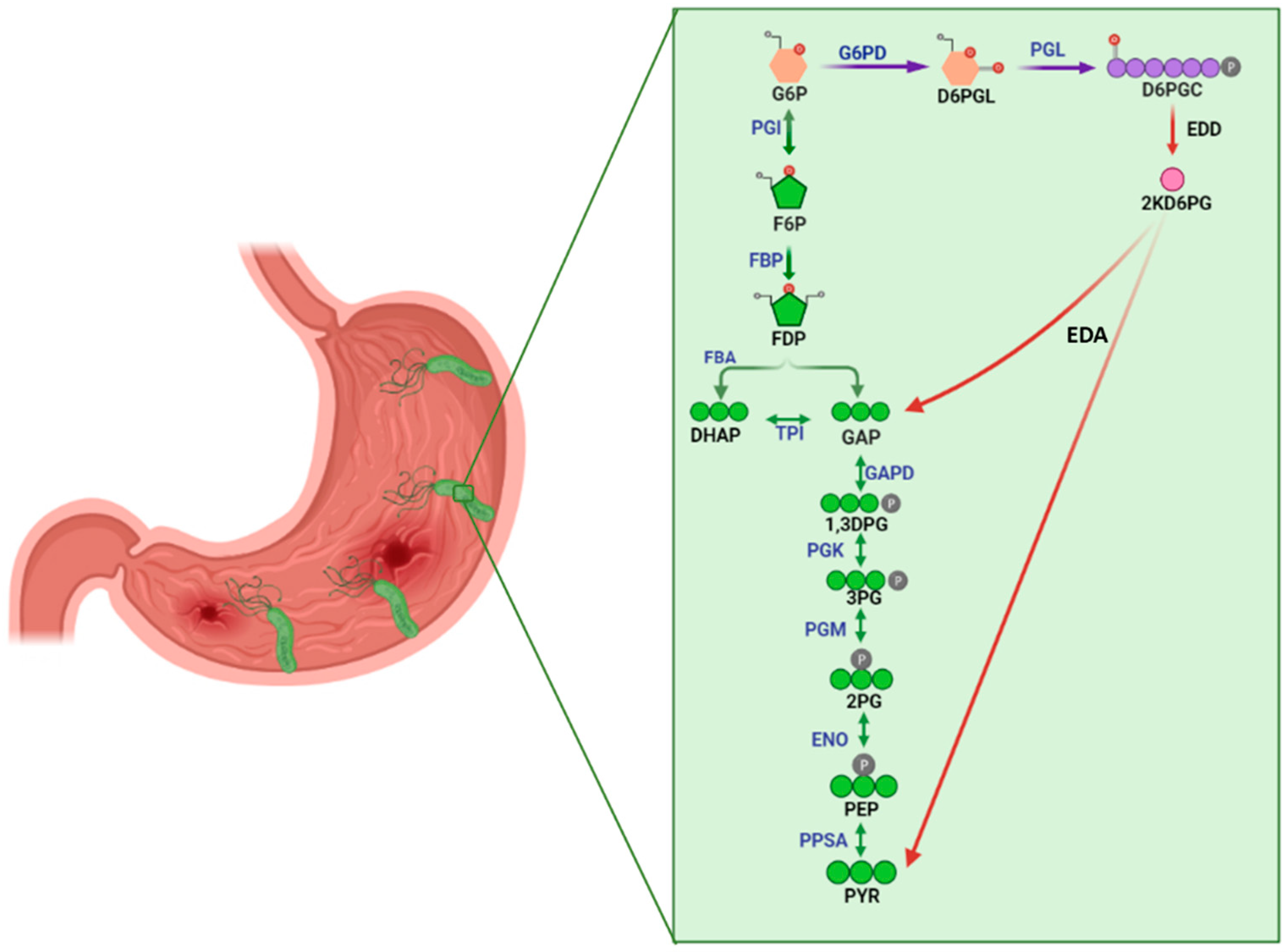 Molecules 26 04955 g001