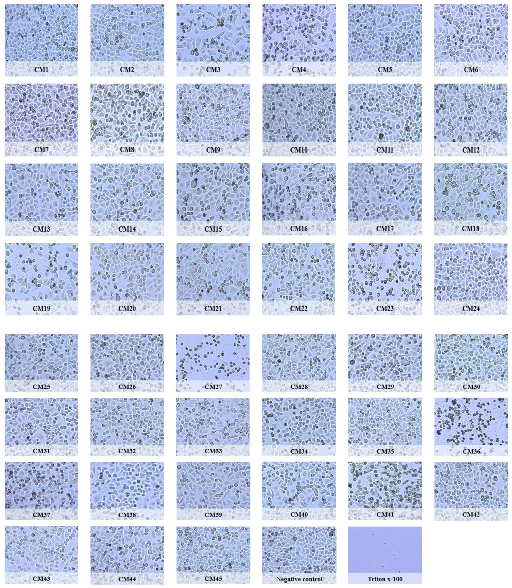 Molecules 26 04999 g001