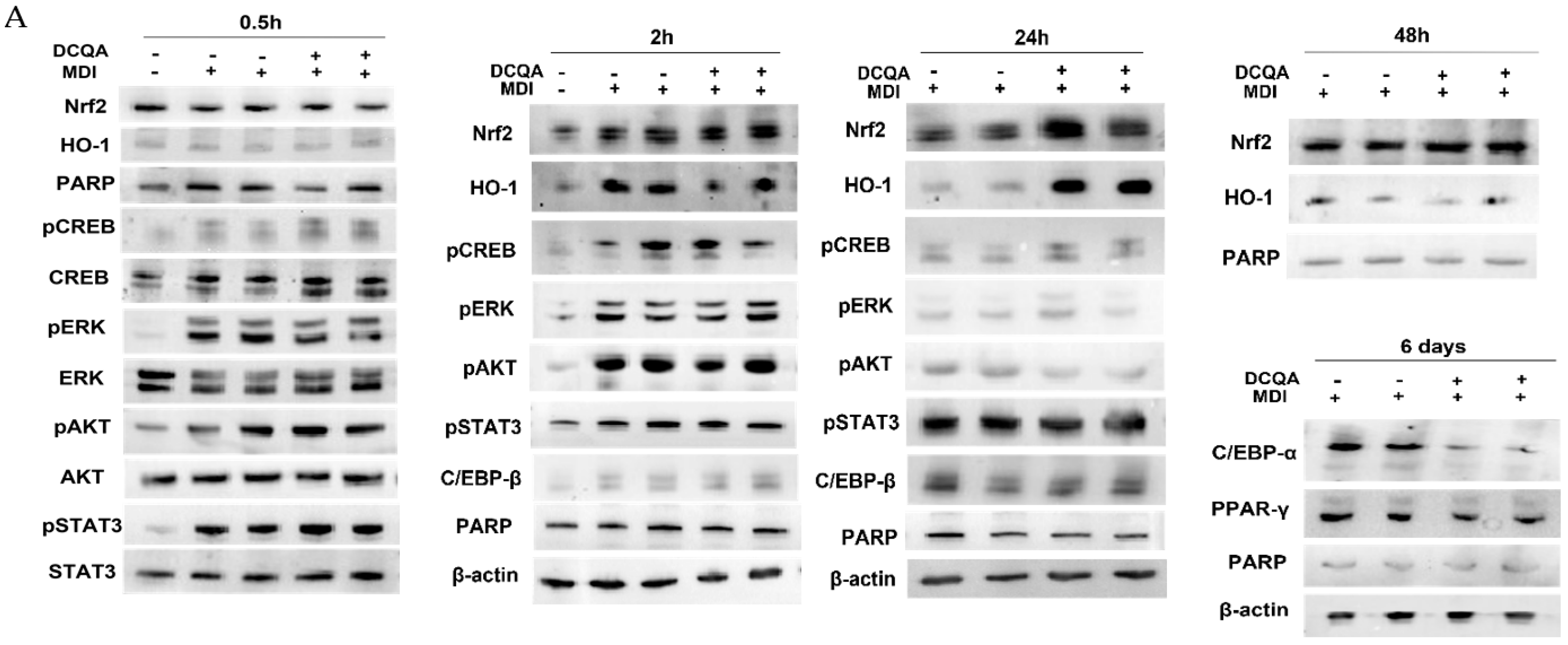 Molecules 26 05027 g005a