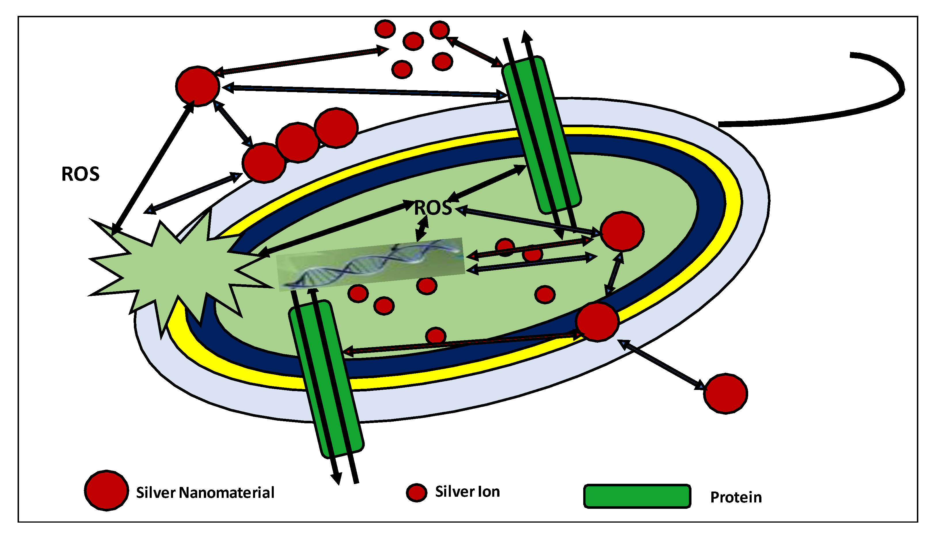 Molecules 26 05057 g003
