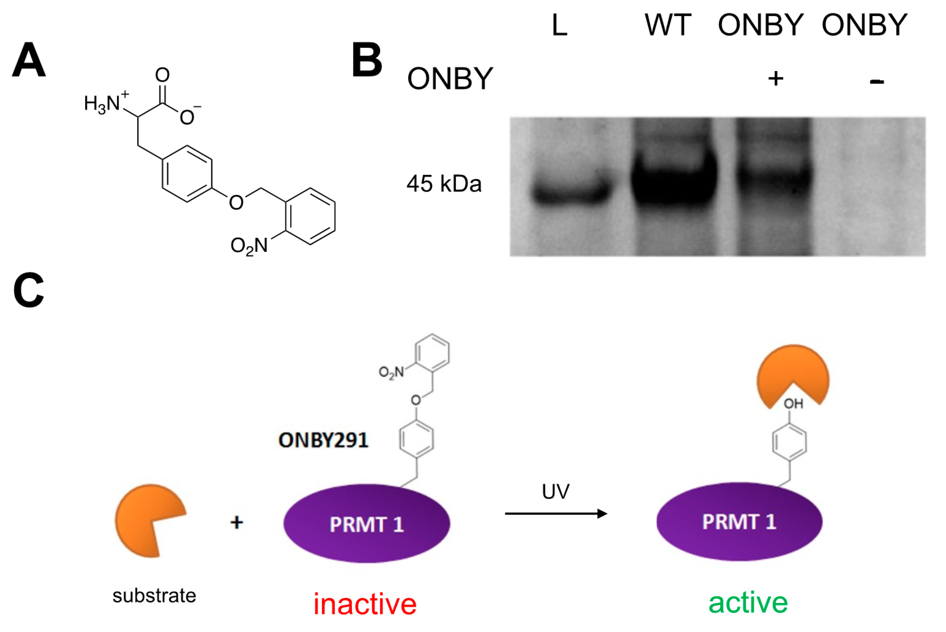 Molecules 26 05072 g001
