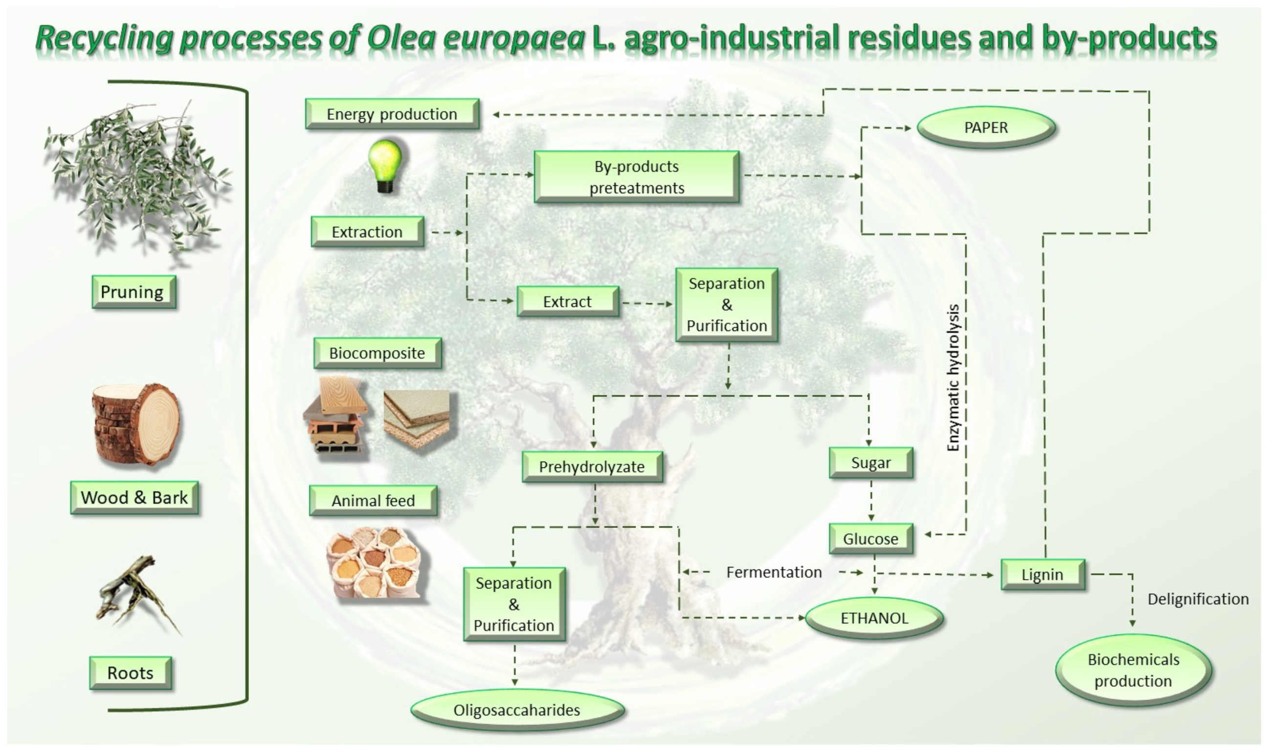 Molecules 26 05081 g006