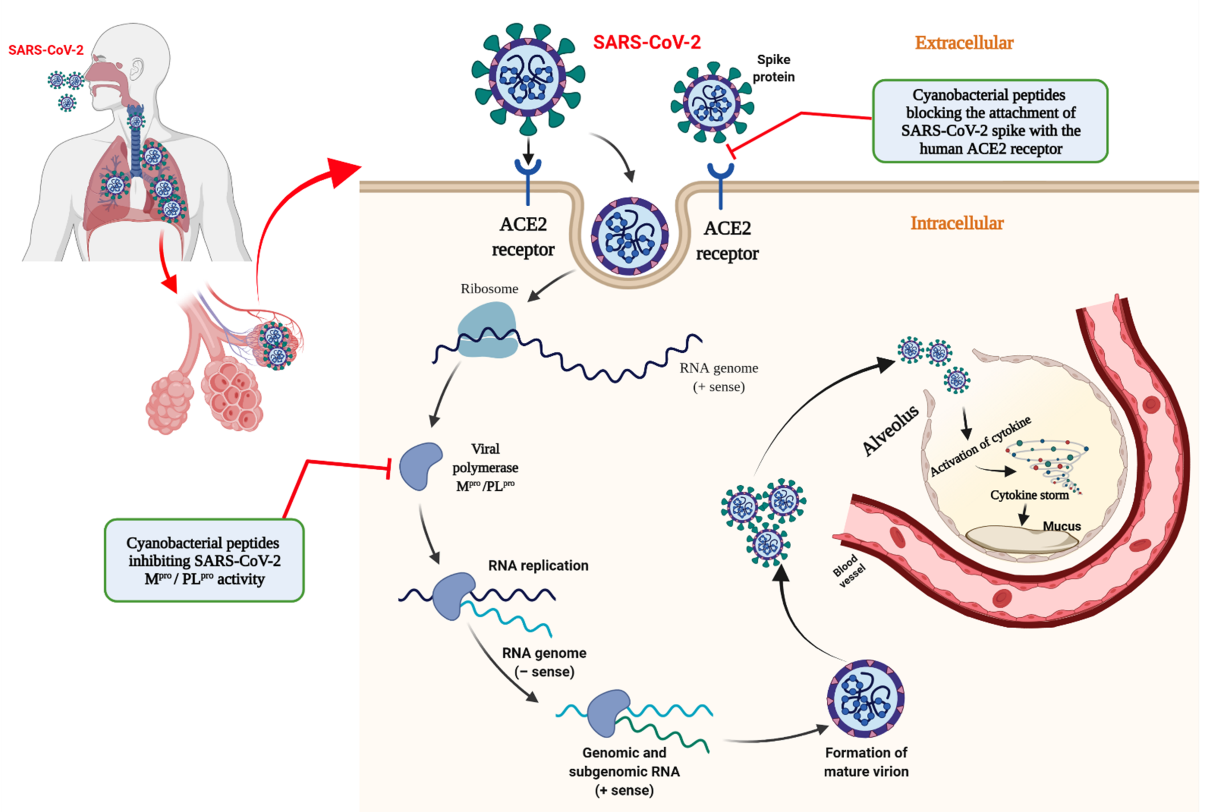 Molecules 26 05114 g001
