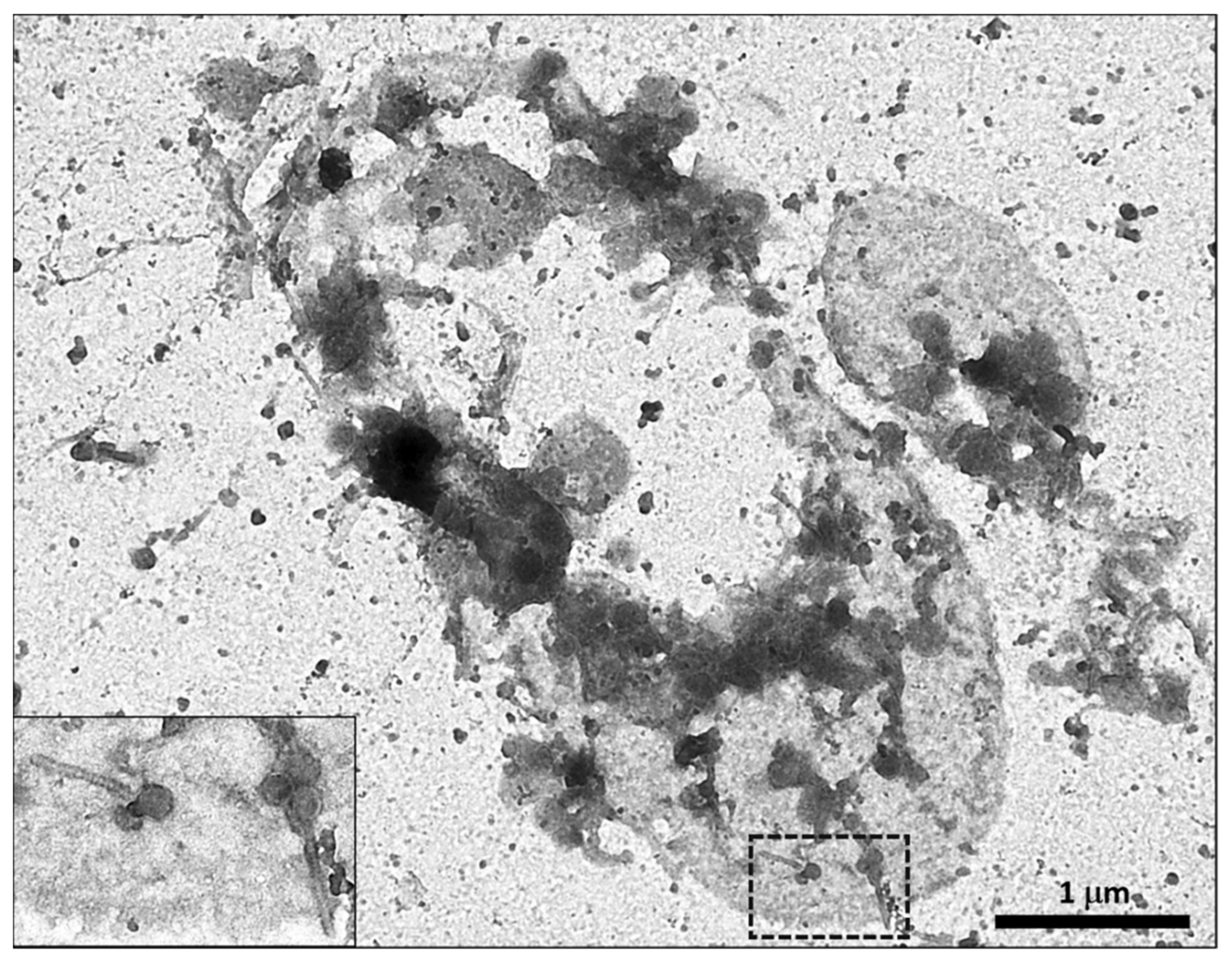 Molecules 26 05138 g002