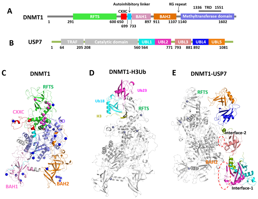 Molecules 26 05153 g001