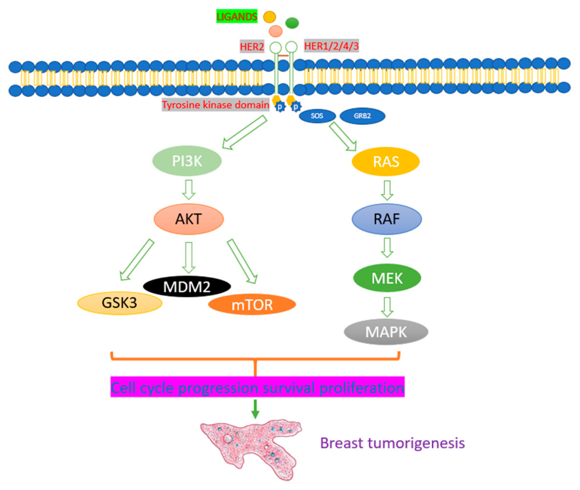 Molecules 26 05163 g002