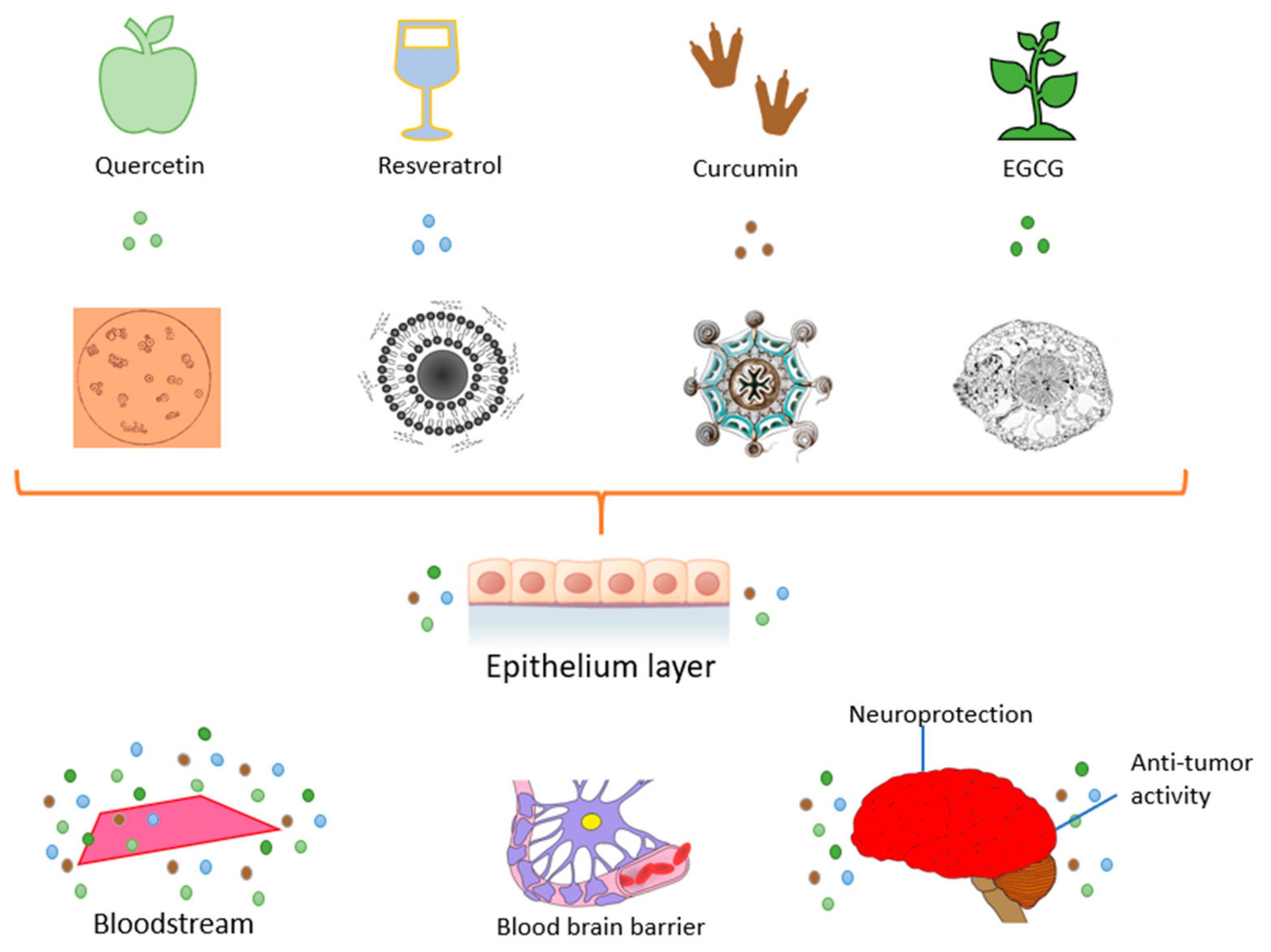 Molecules 26 05163 g010