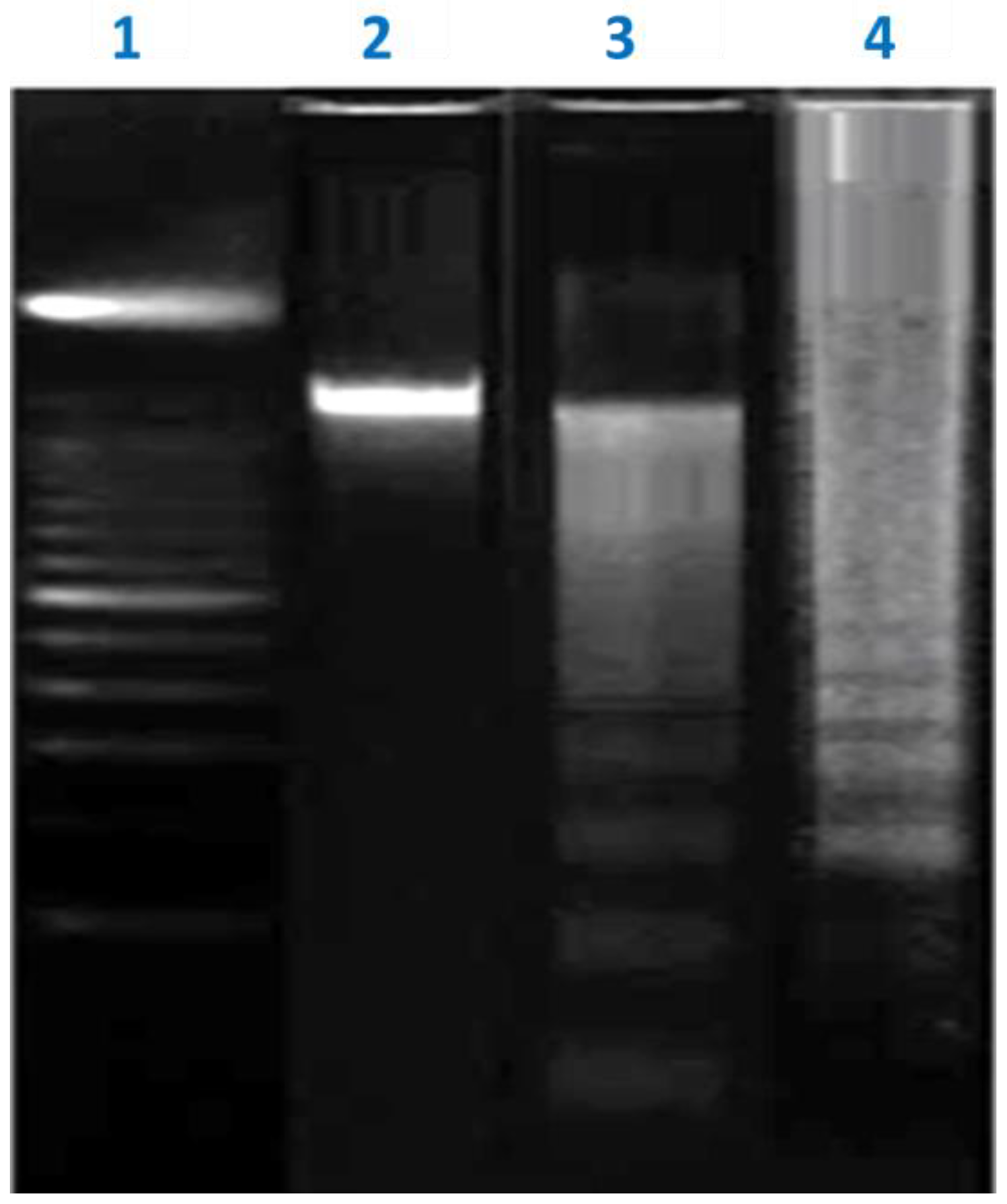 Molecules 26 05185 g007
