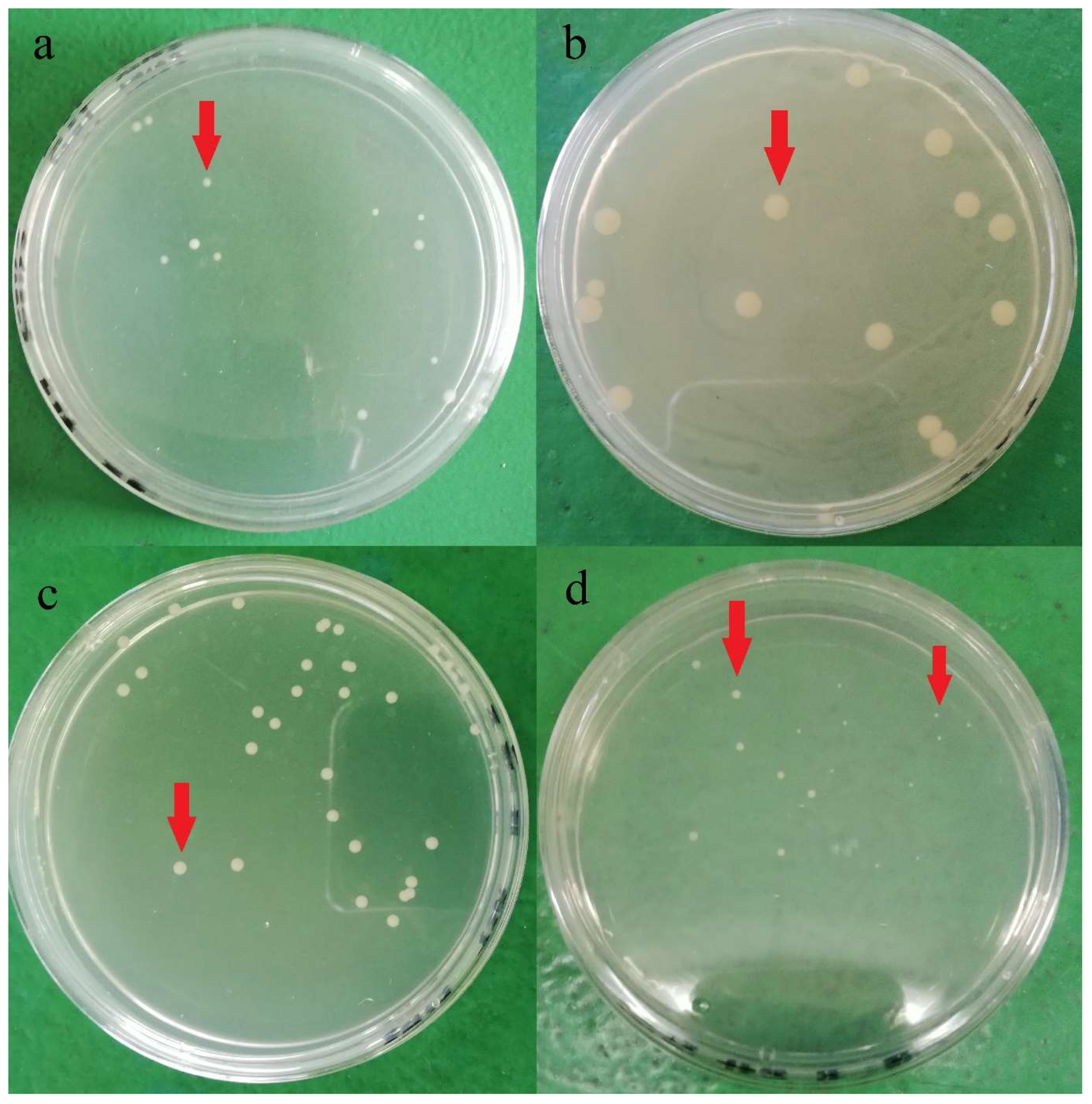 Molecules 26 05259 g001