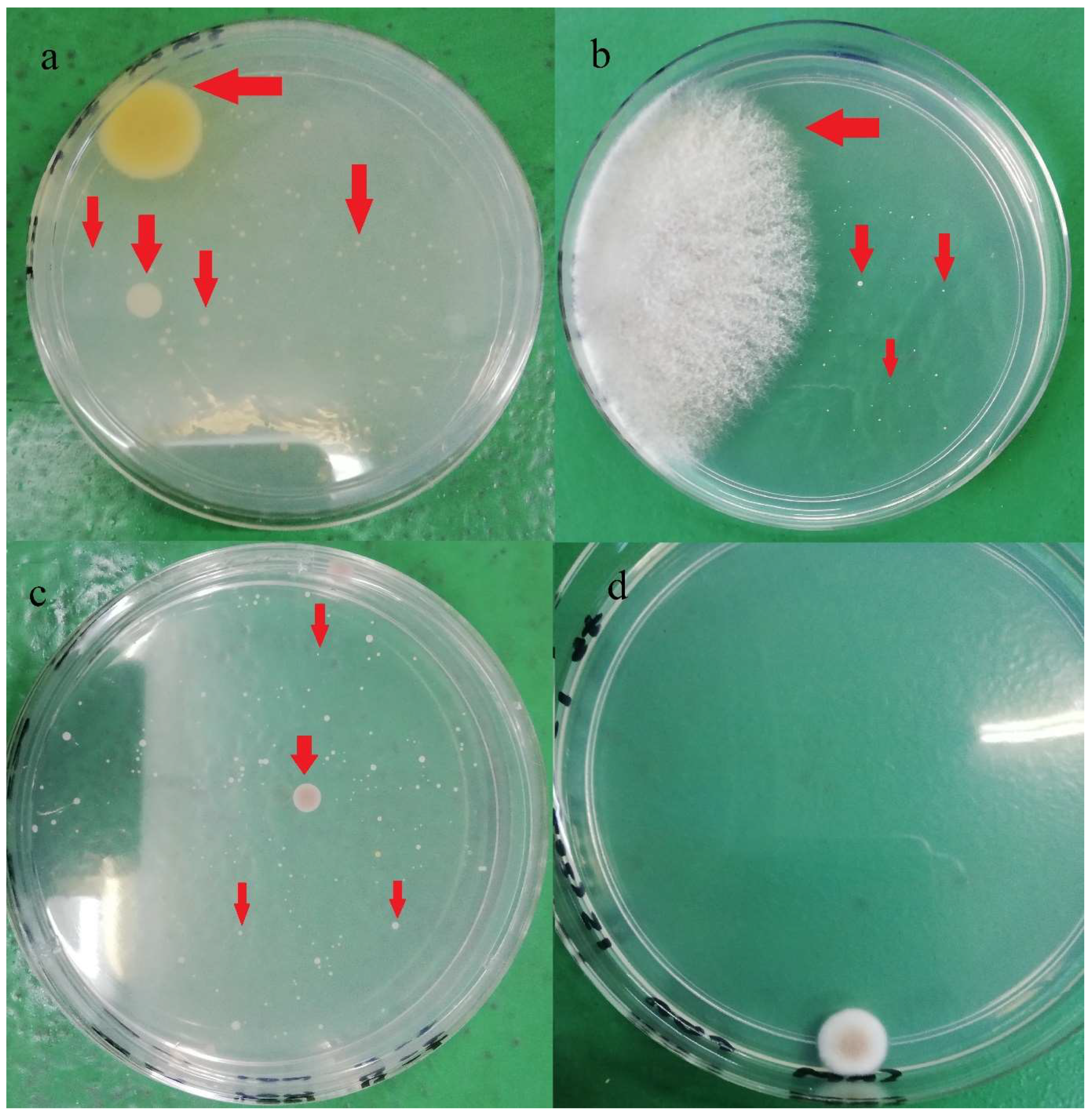 Molecules 26 05259 g002