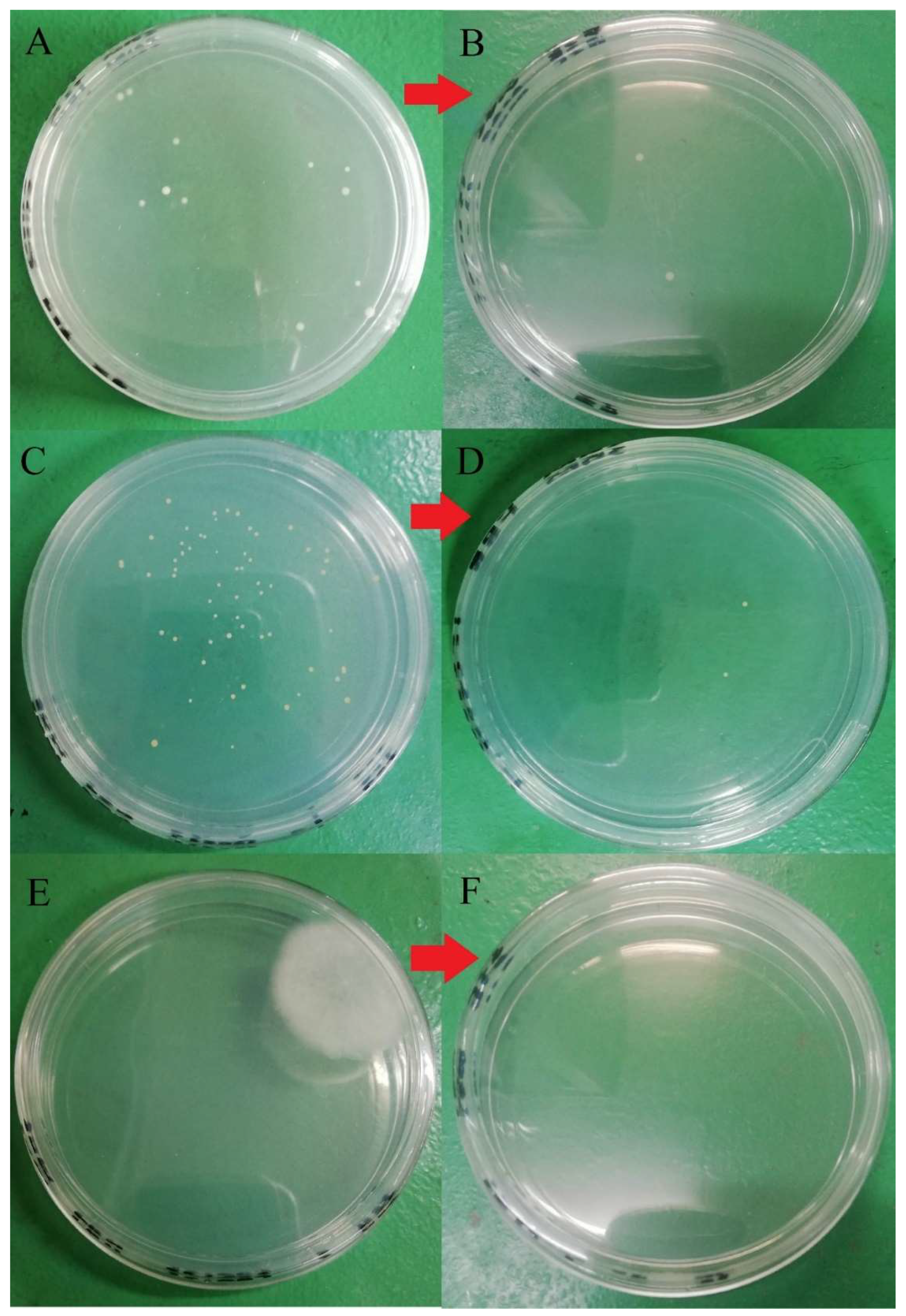 Molecules 26 05259 g007