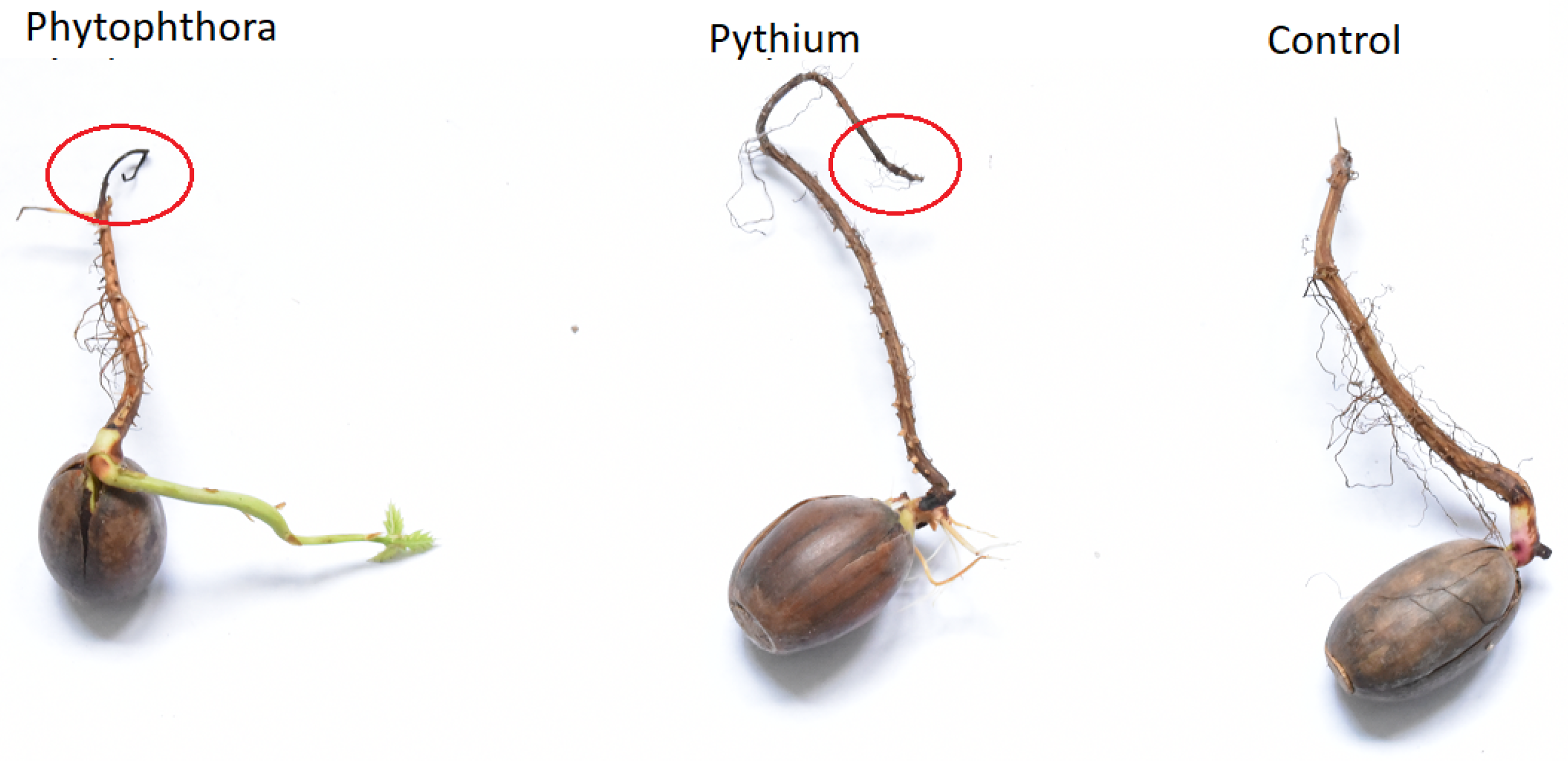 Molecules 26 05272 g001