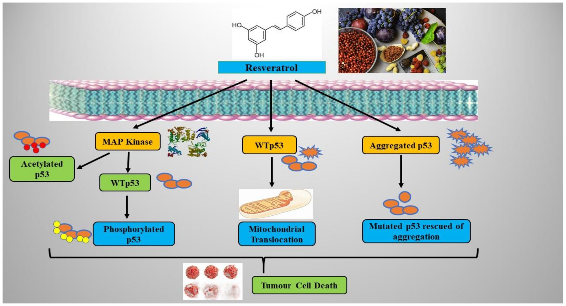 Molecules 26 05325 g002 Molecules 26 05325 g002