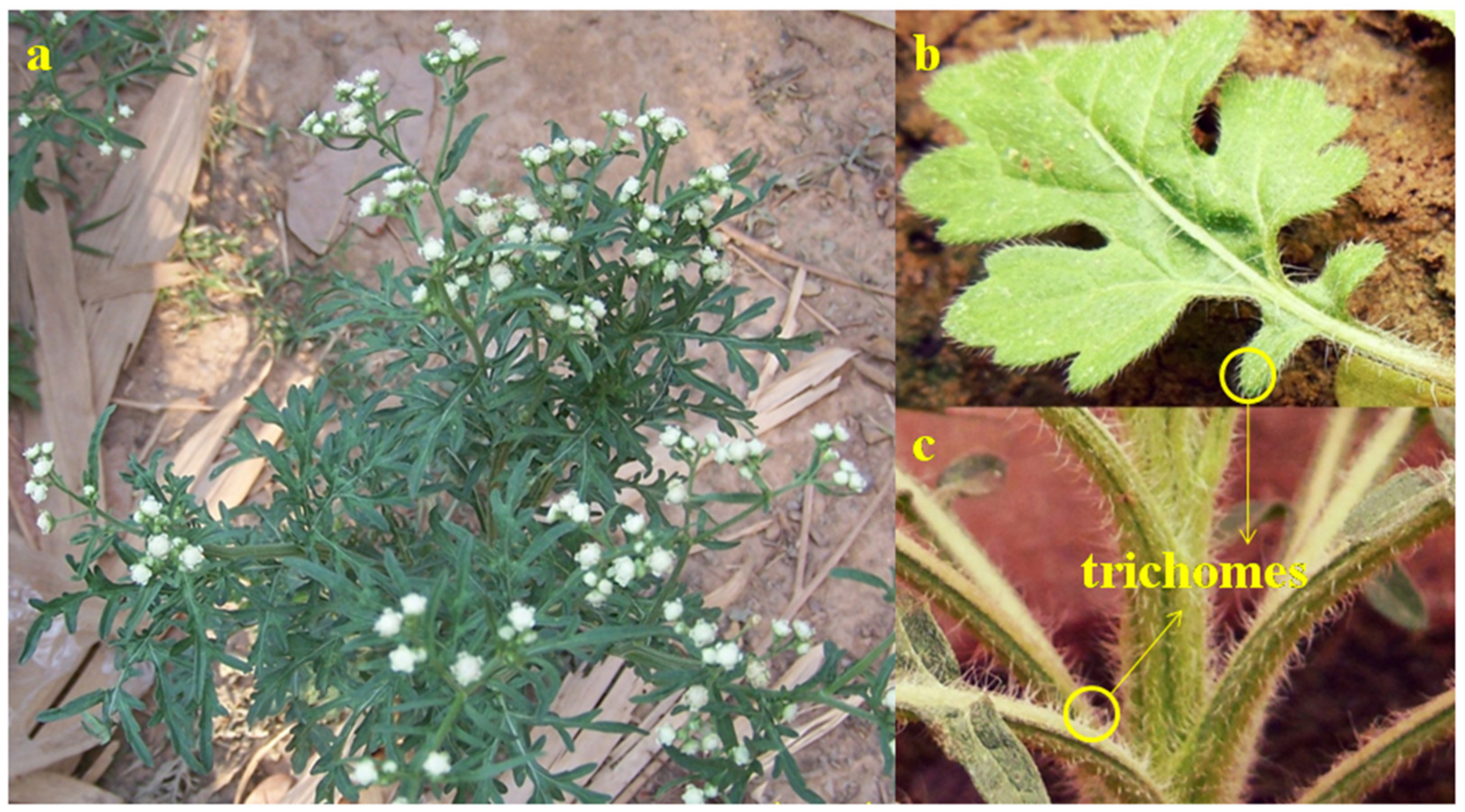 Molecules 26 05347 g003