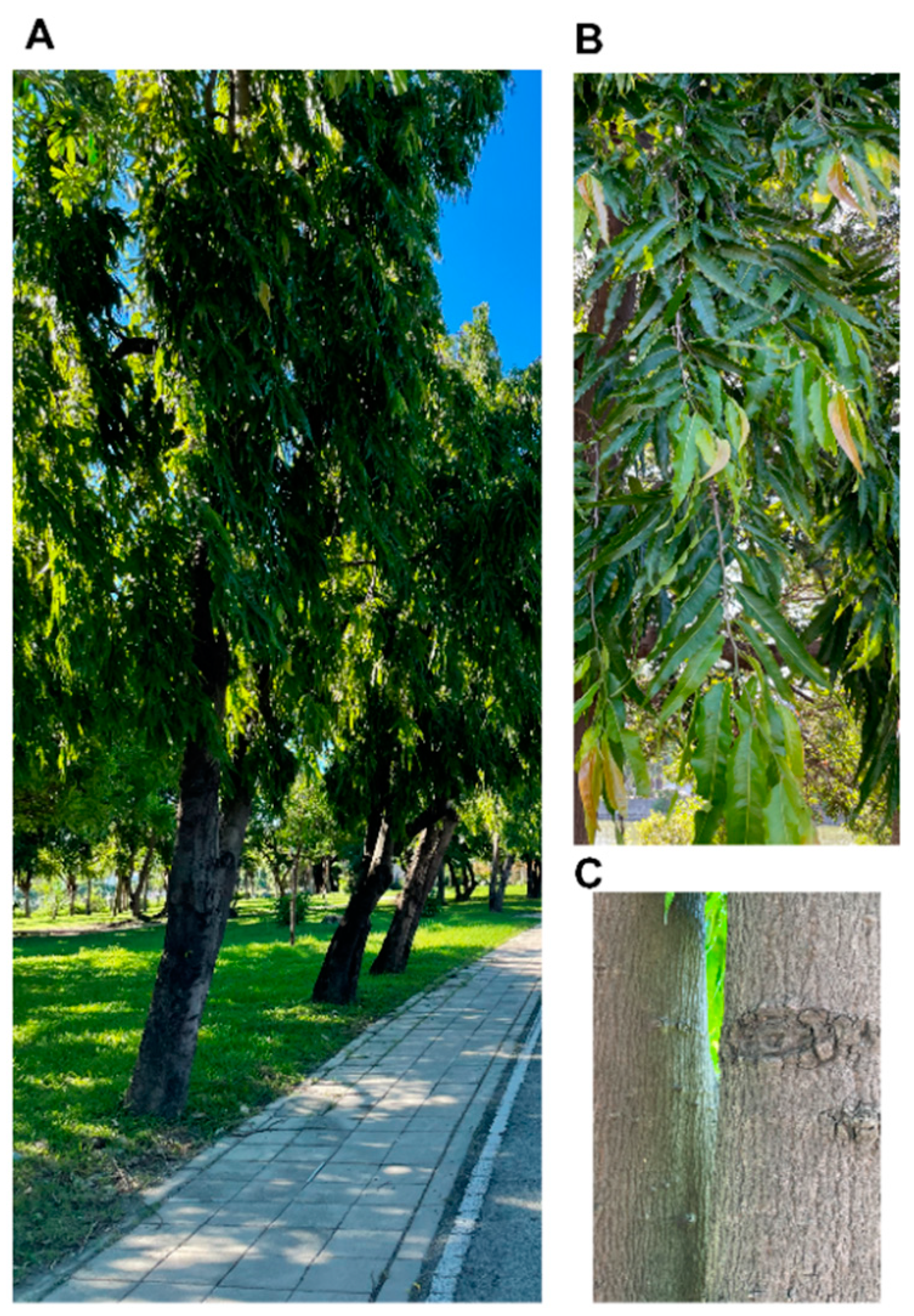 Molecules 26 05369 g001