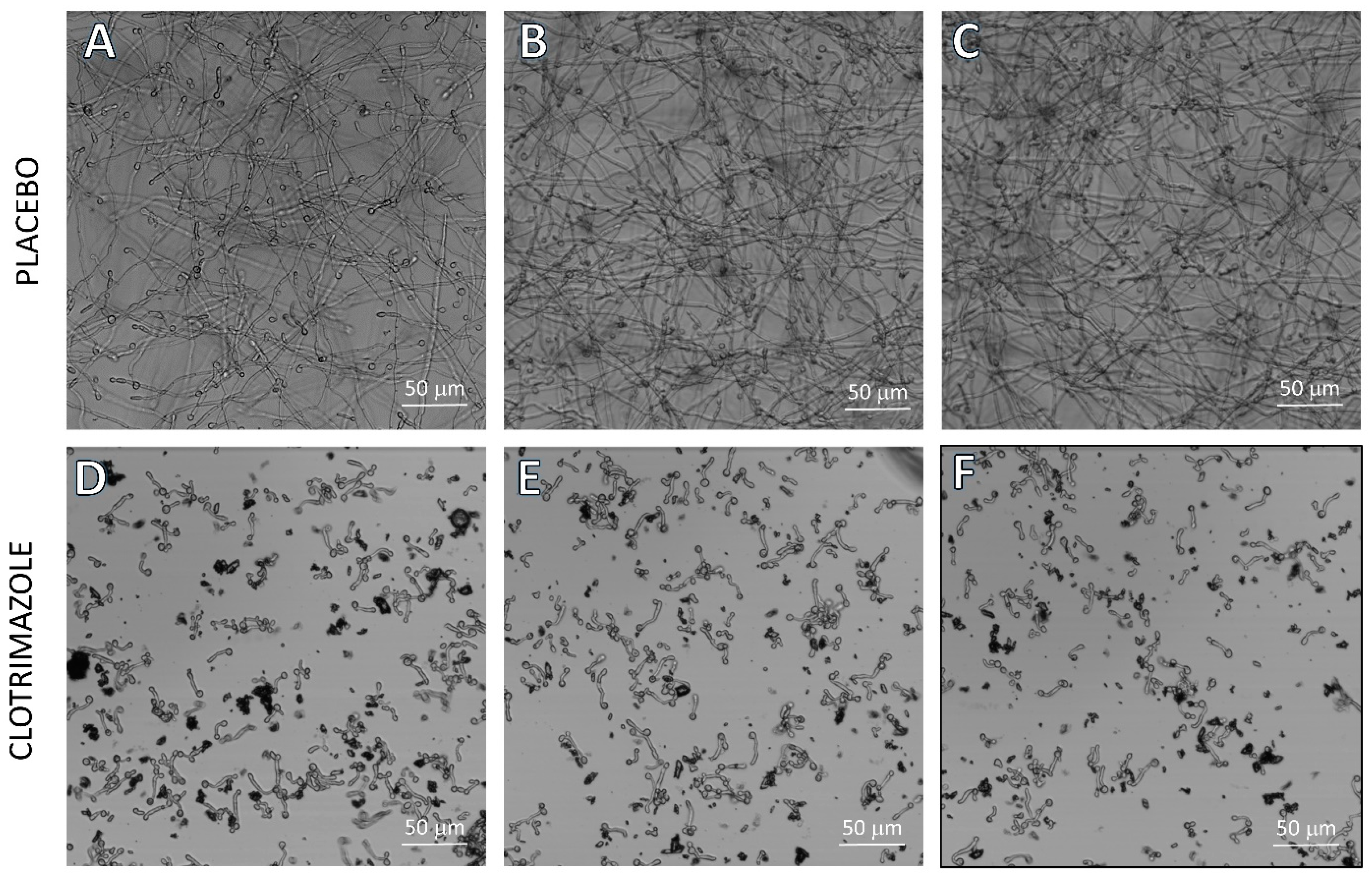 Molecules 26 05395 g005