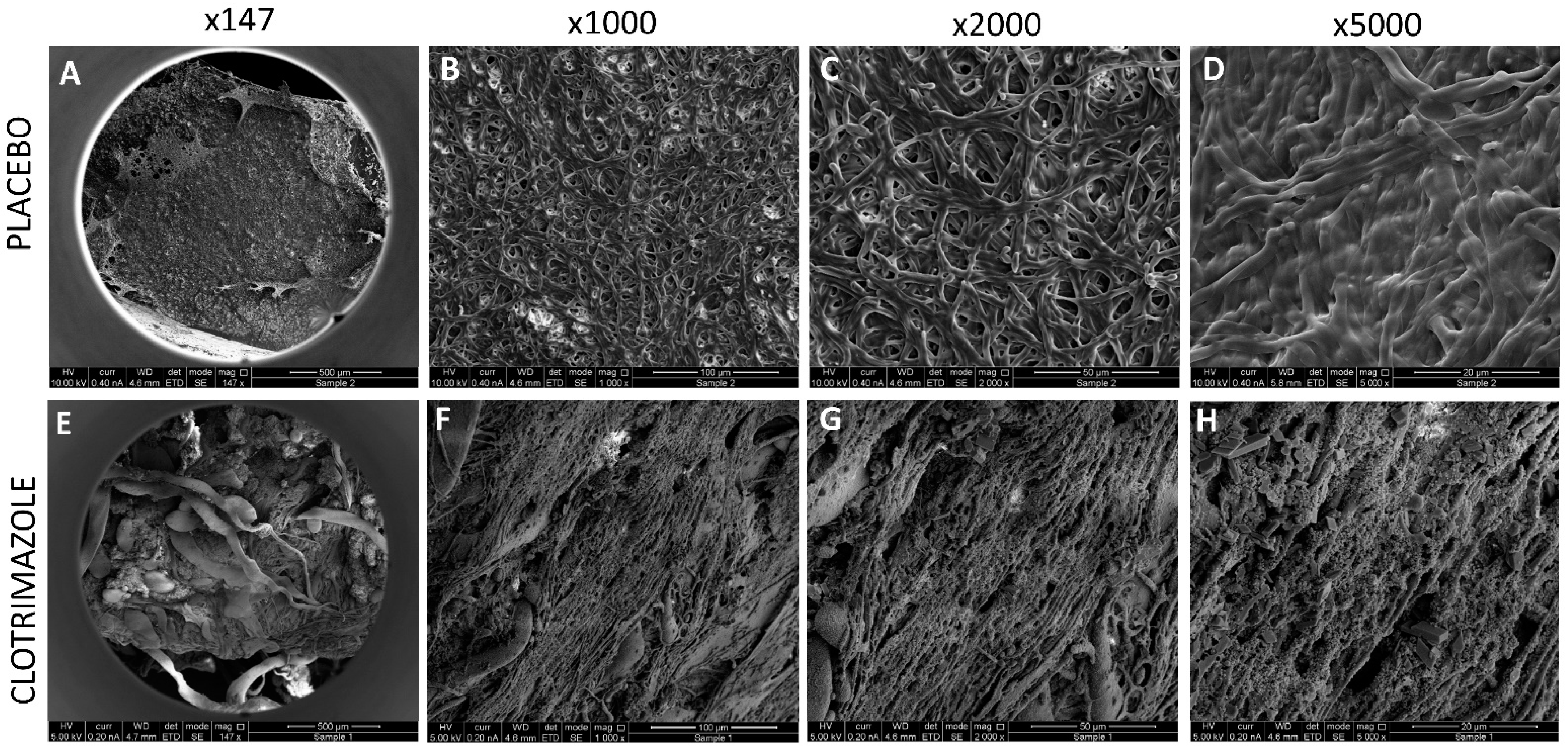 Molecules 26 05395 g008