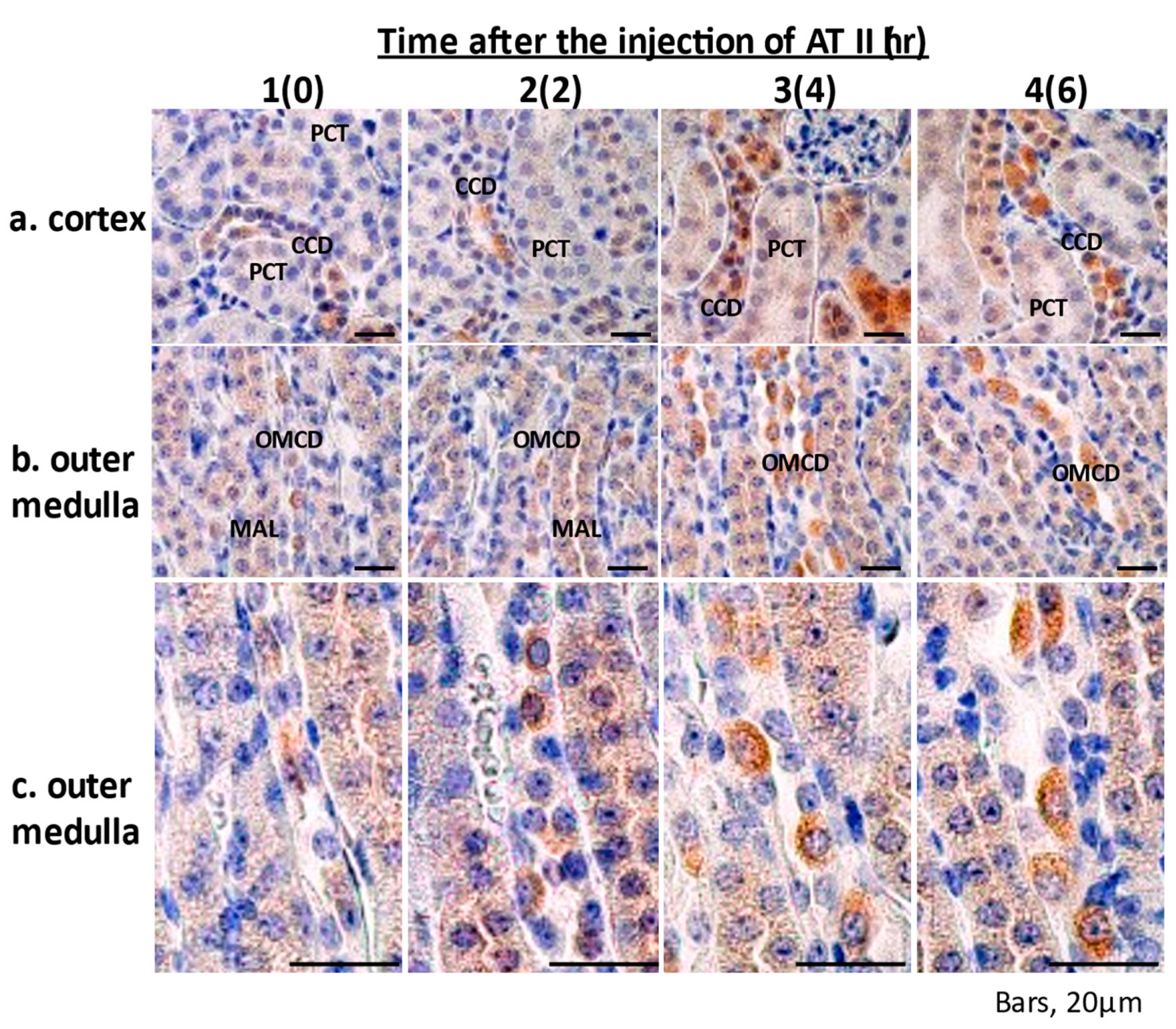 Molecules 26 05399 g004