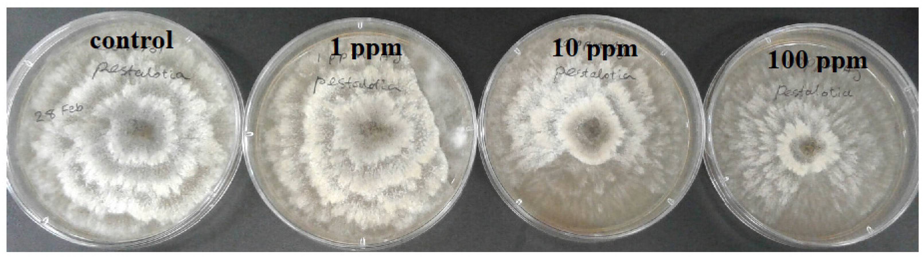 Molecules 26 05402 g004 Molecules 26 05402 g004