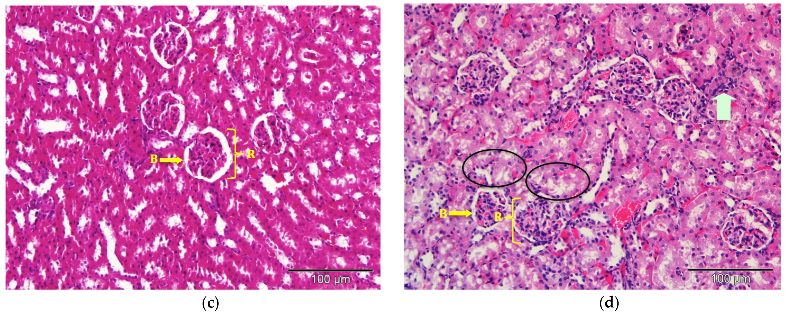 Molecules 26 05432 g007b