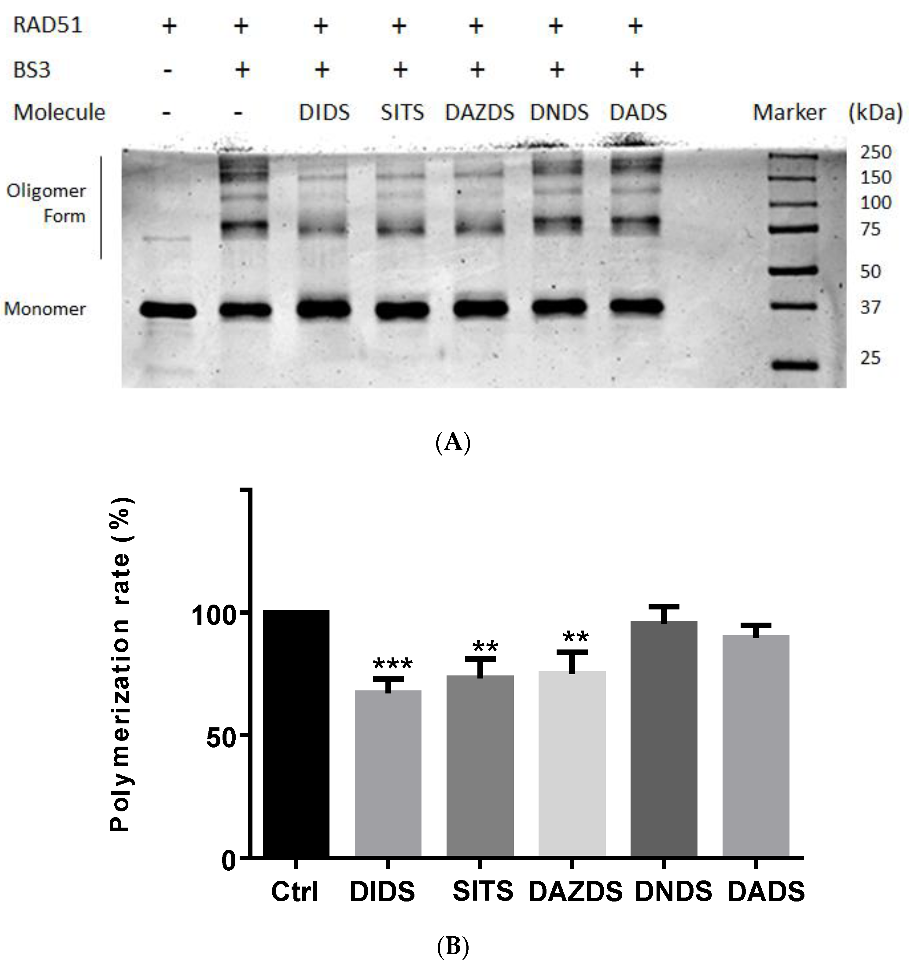 Molecules 26 05460 g004