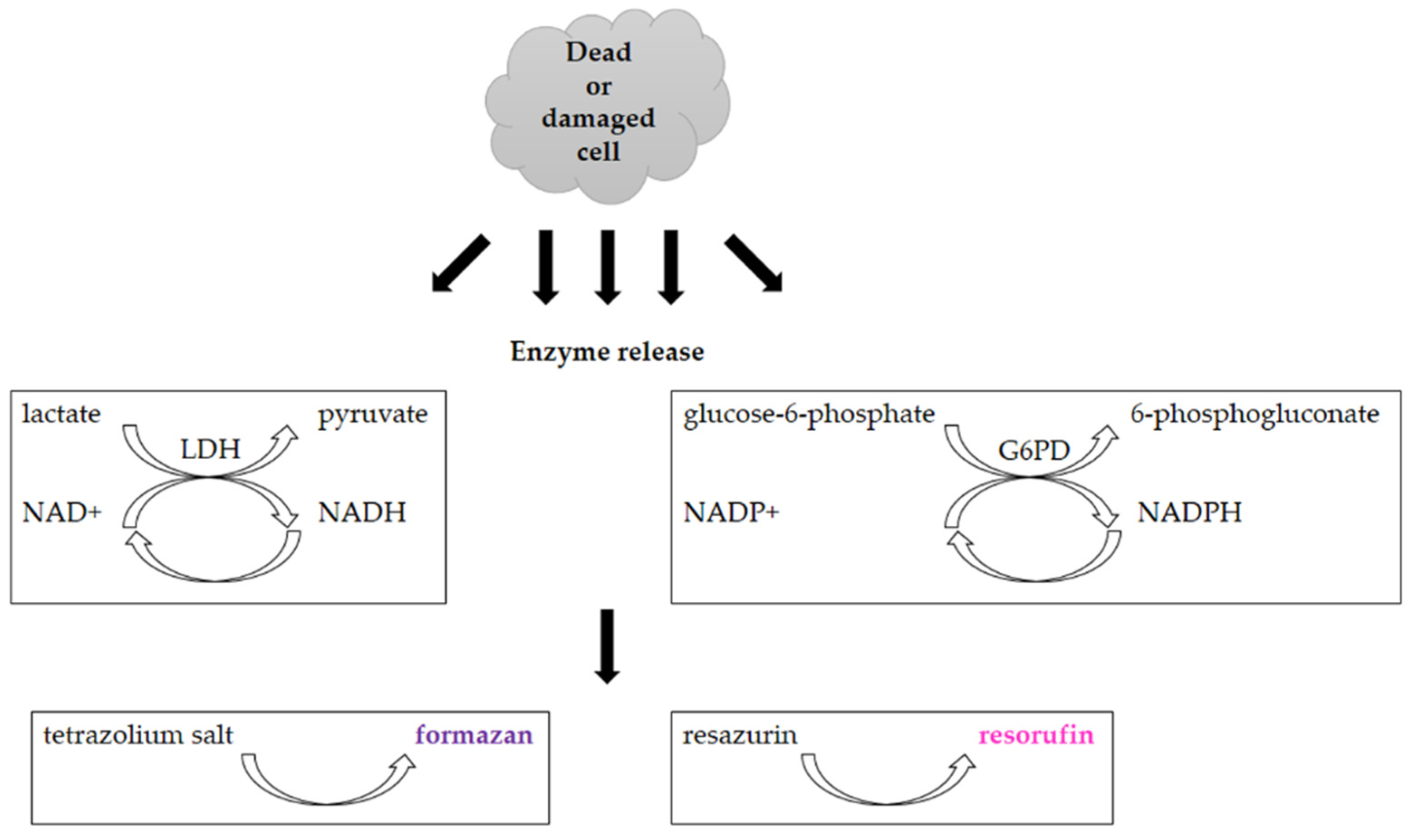 Molecules 26 05515 g008