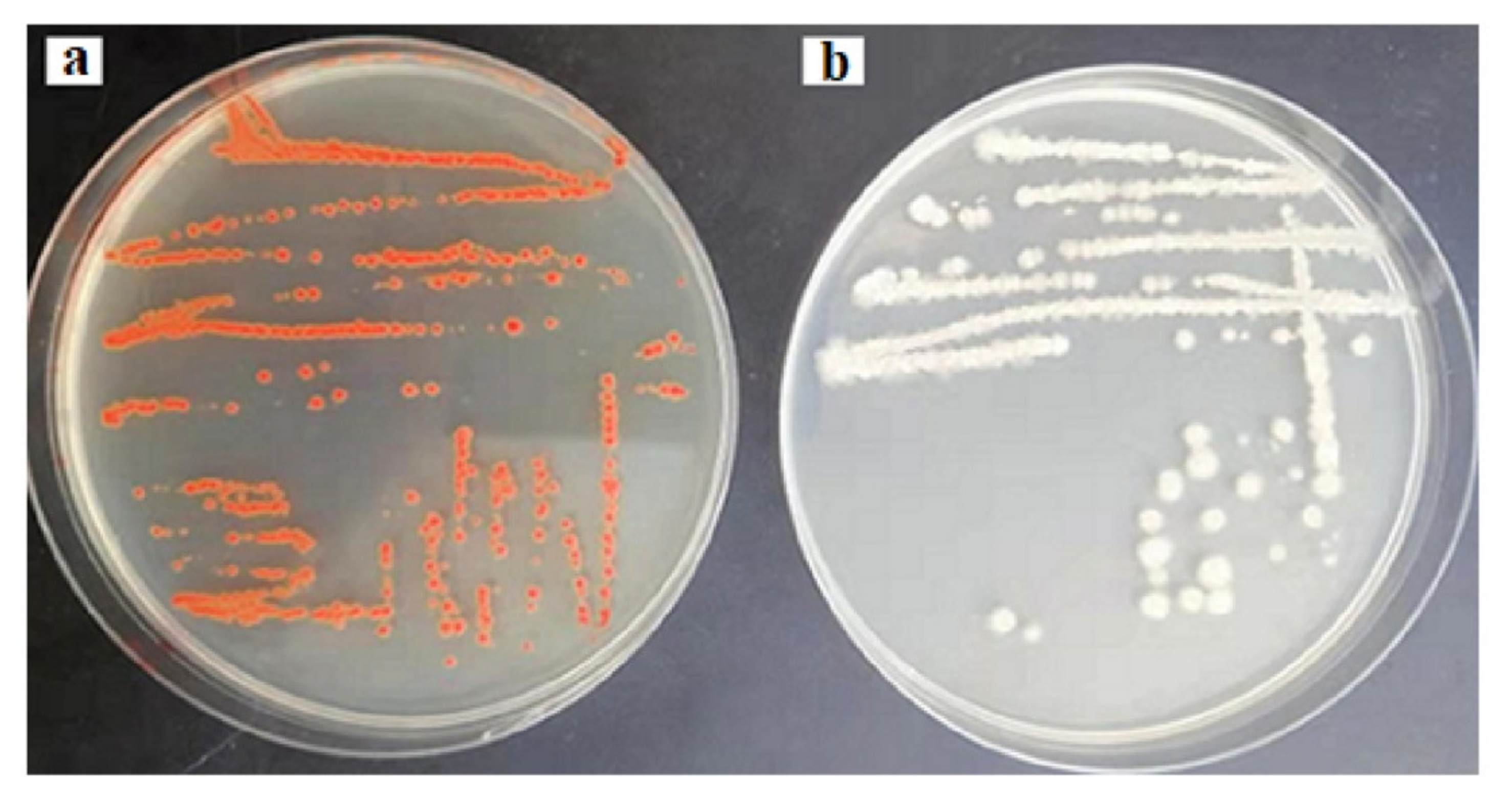 Molecules 26 05559 g001