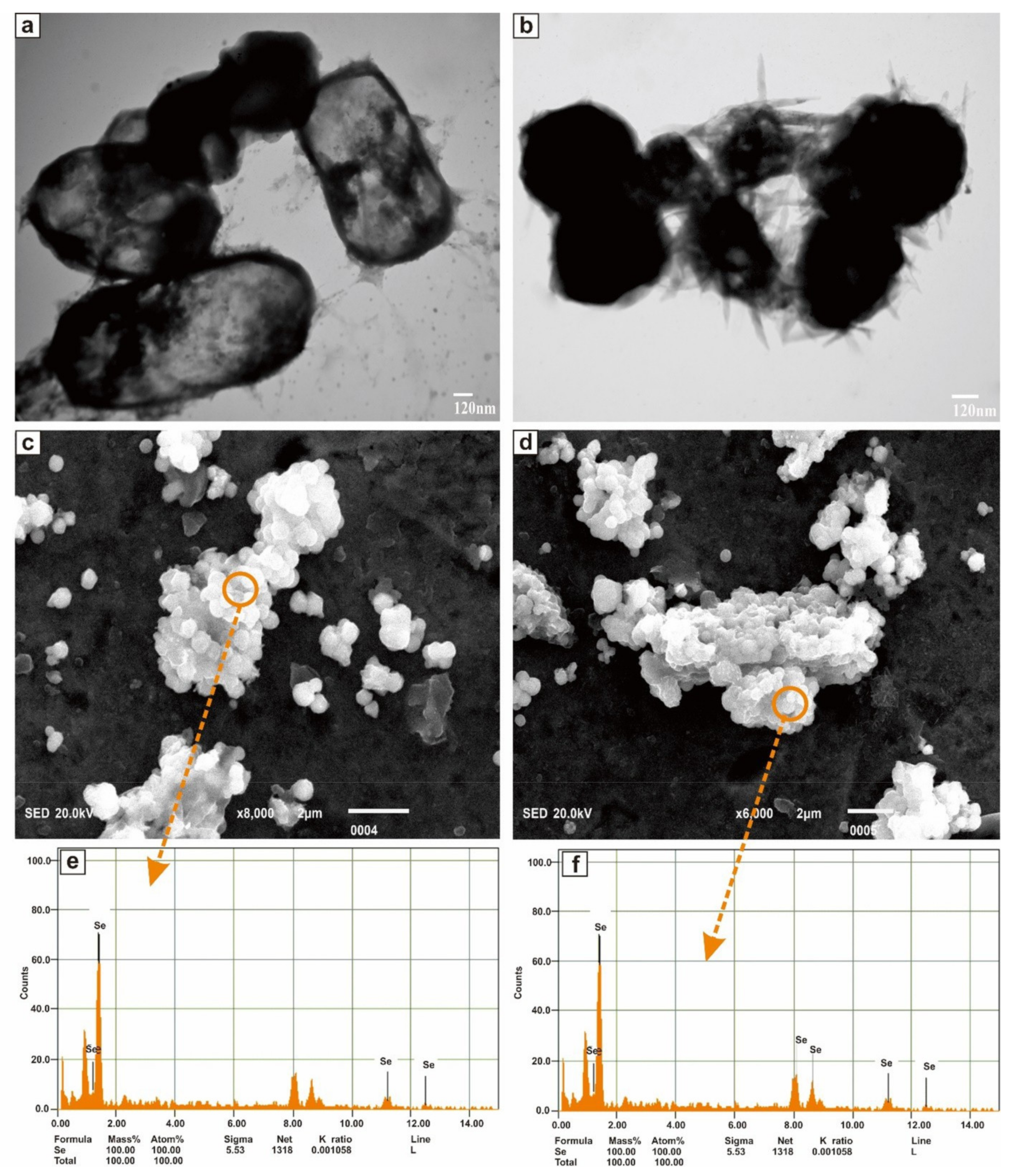 Molecules 26 05559 g006