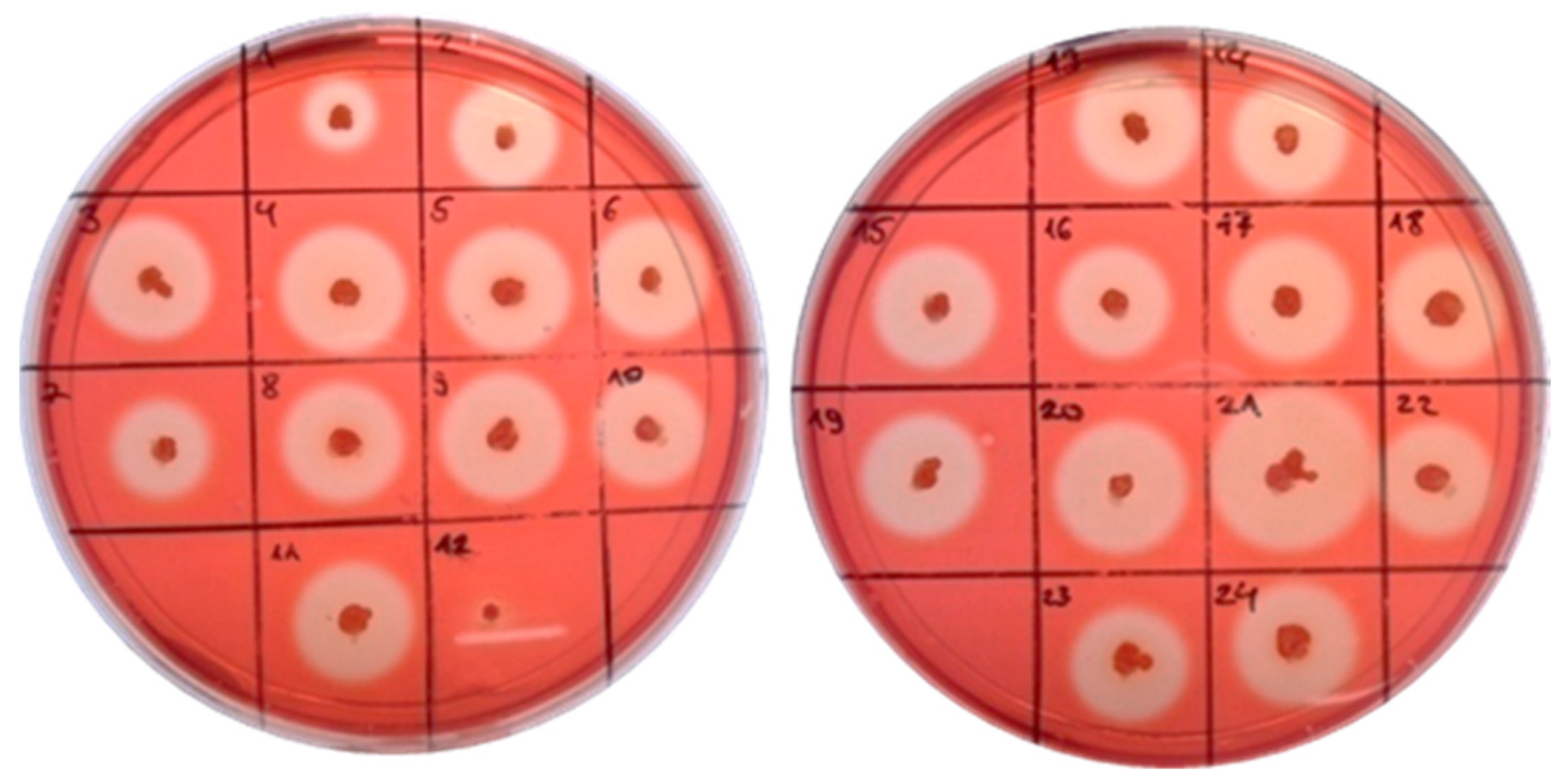 Molecules 26 05625 g004