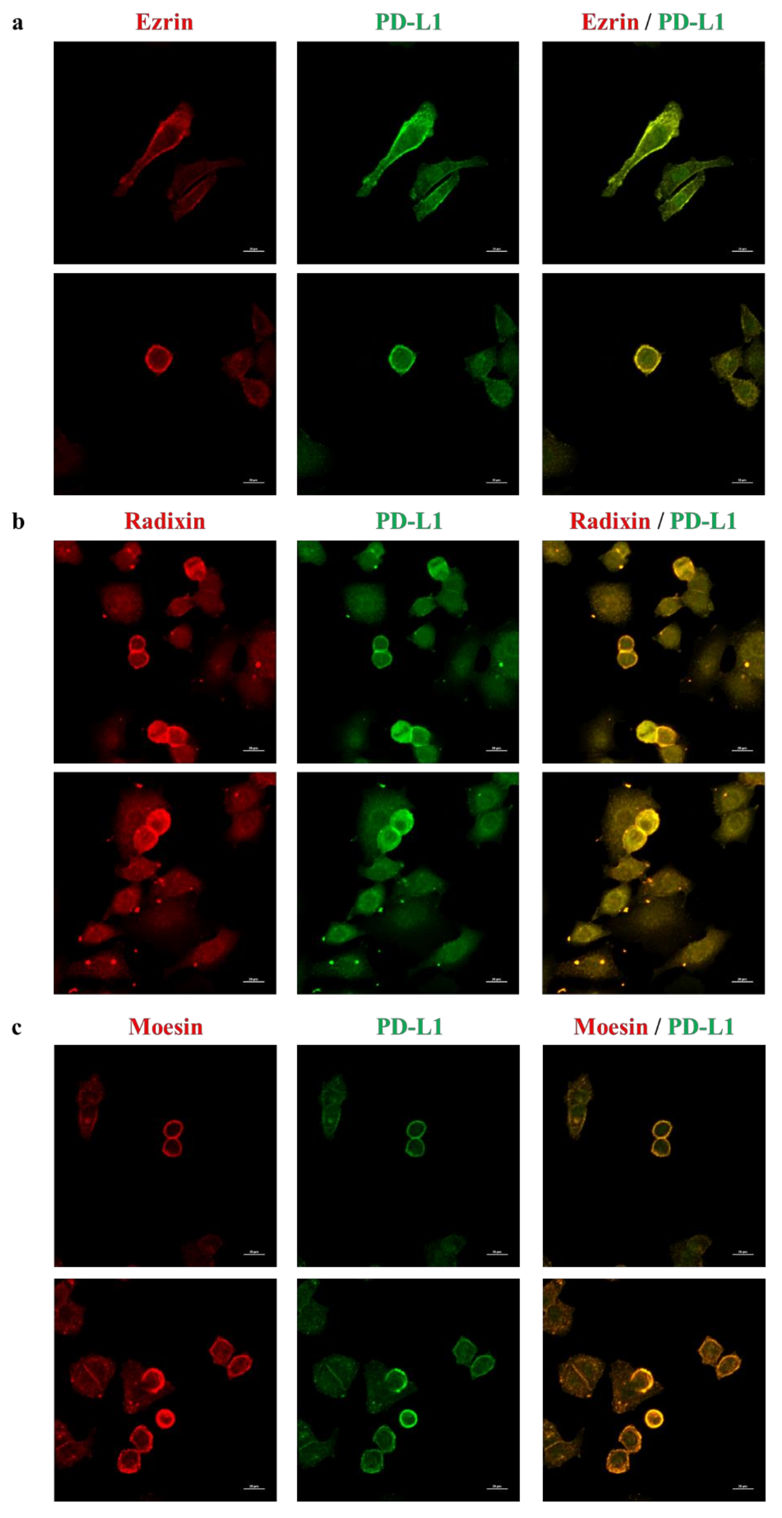 Molecules 26 05648 g003