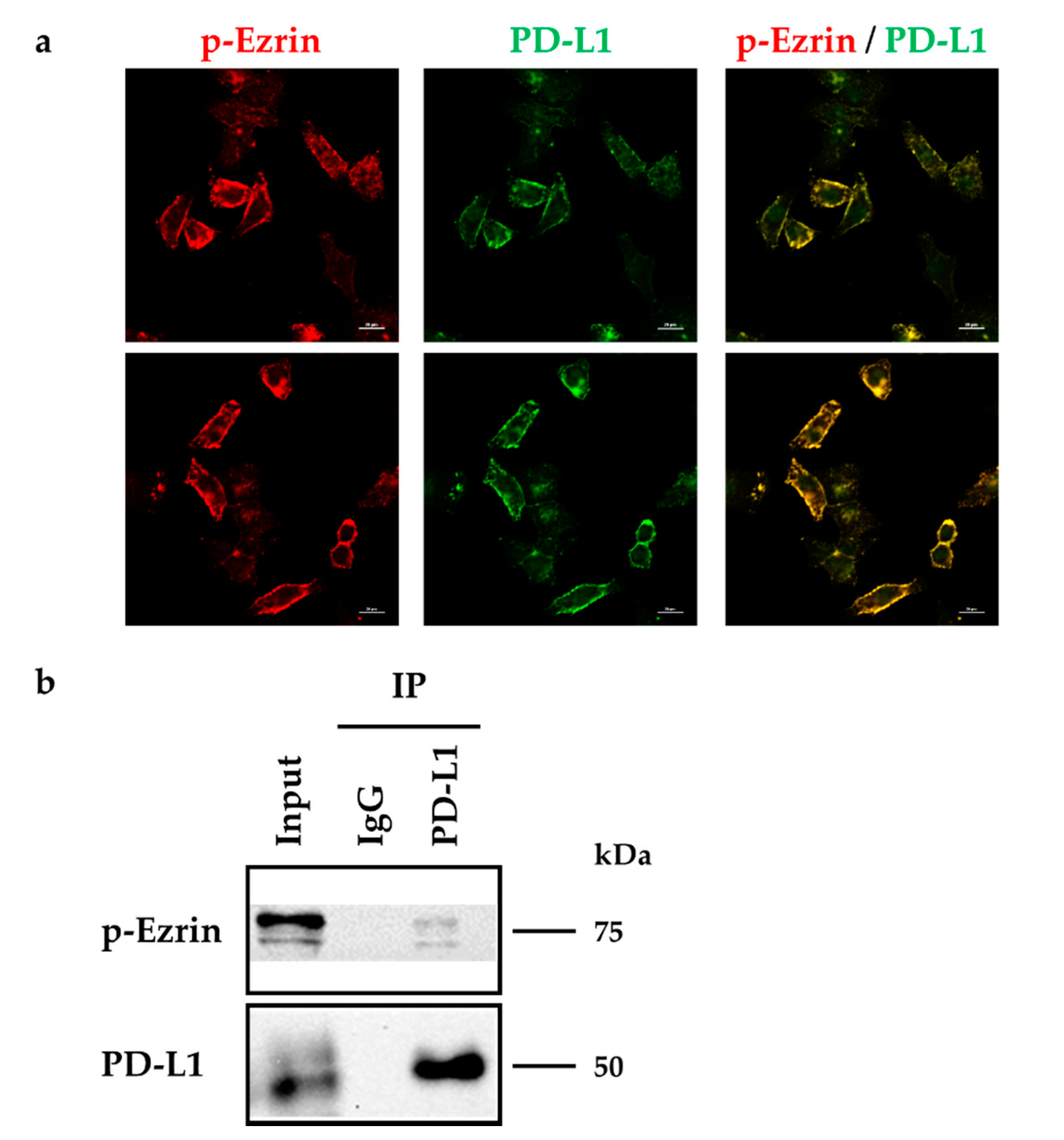 Molecules 26 05648 g007