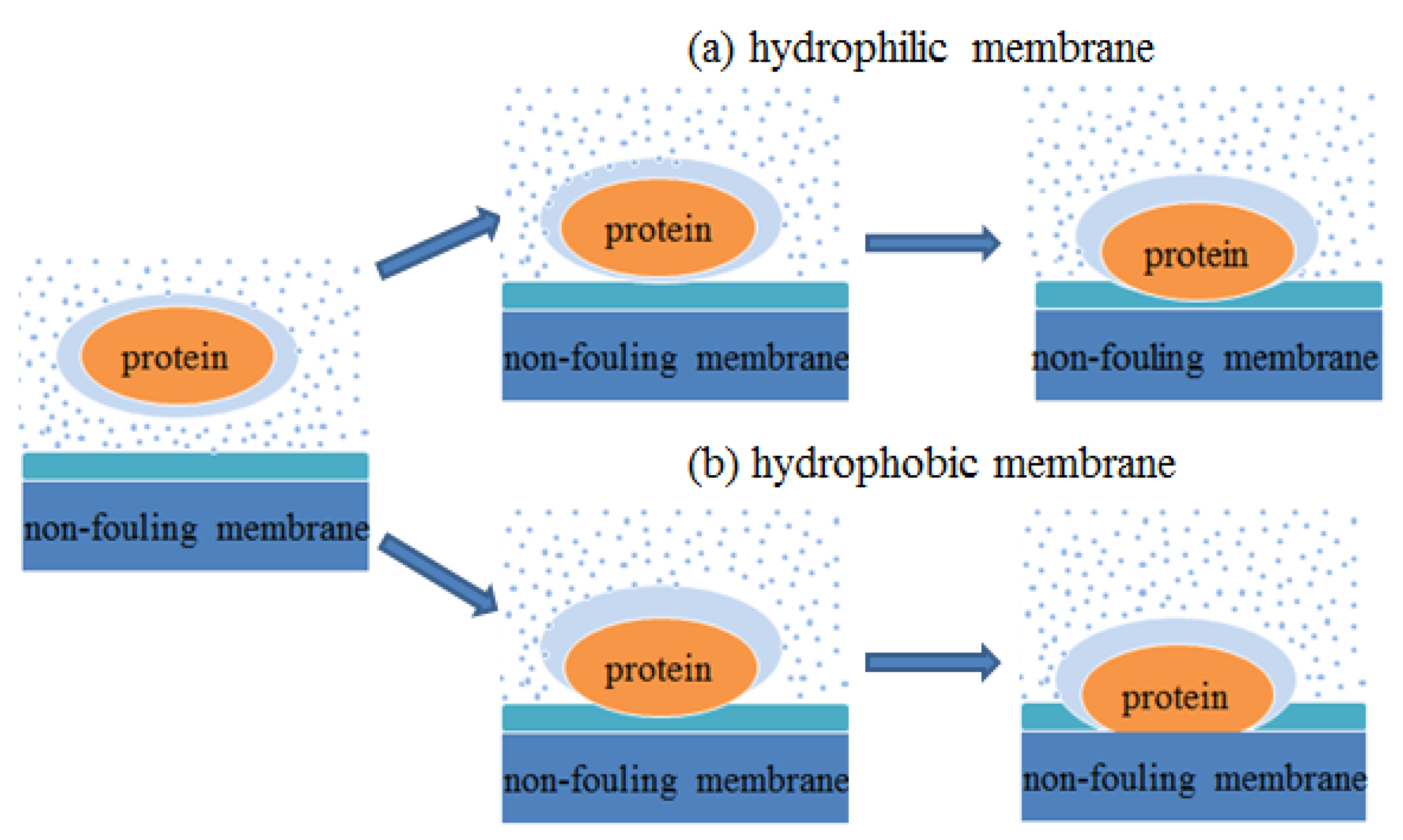 Molecules 26 05660 g007