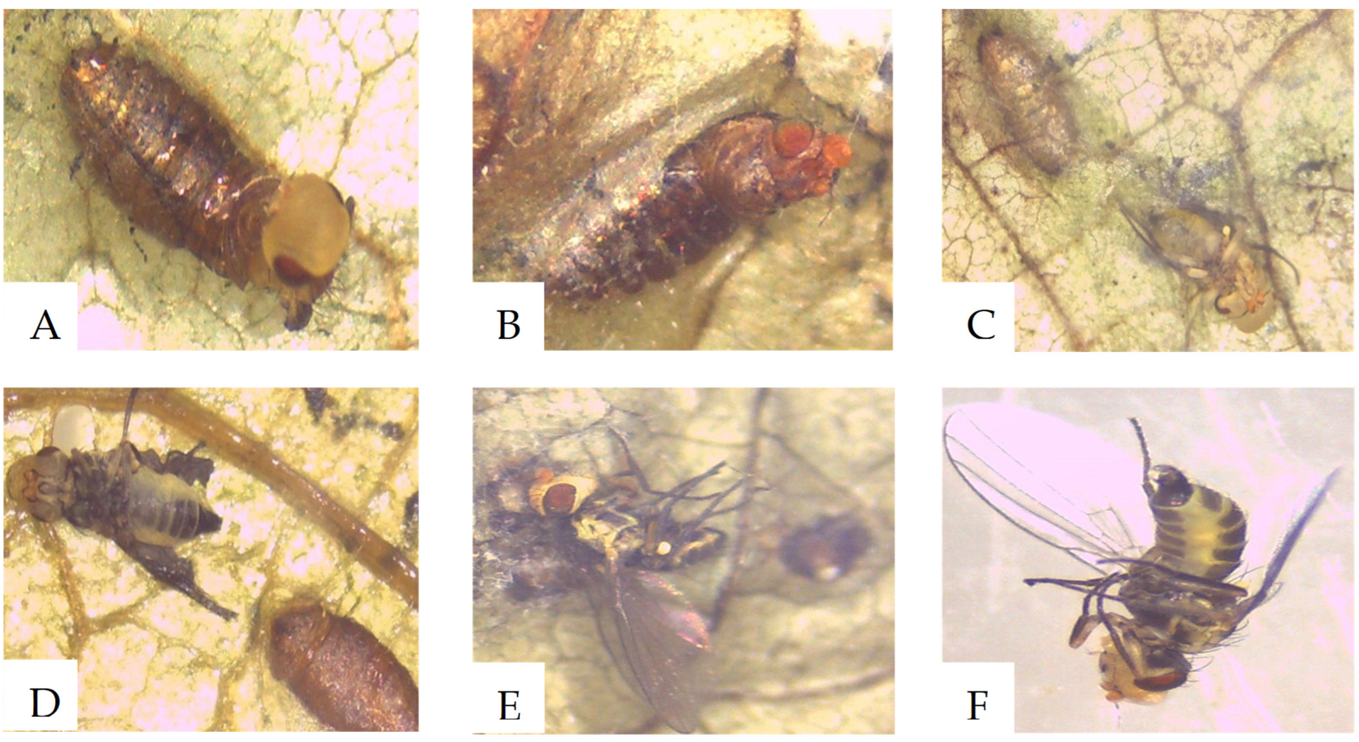 Molecules 26 05694 g005