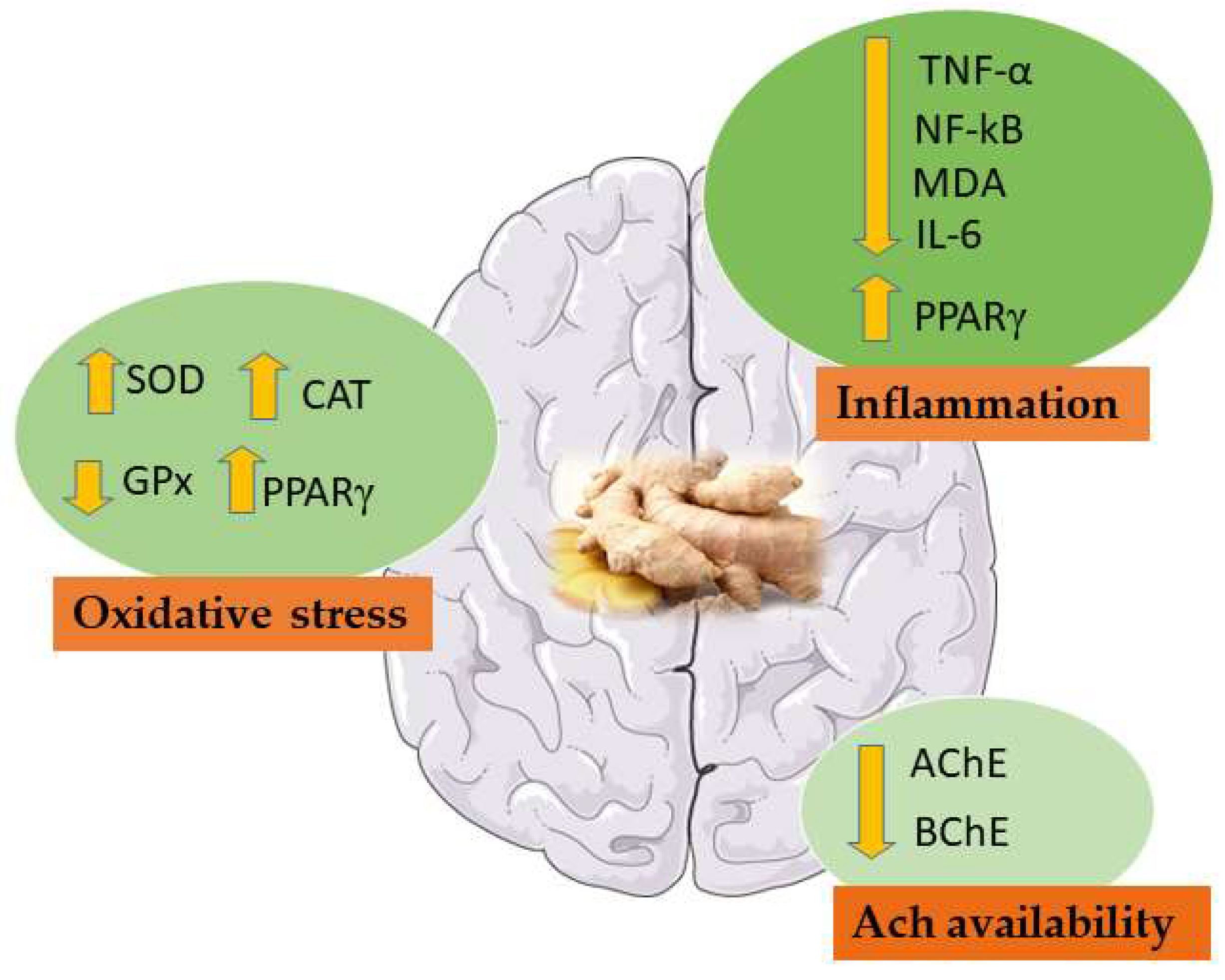 Molecules 26 05700 g005 Molecules 26 05700 g005