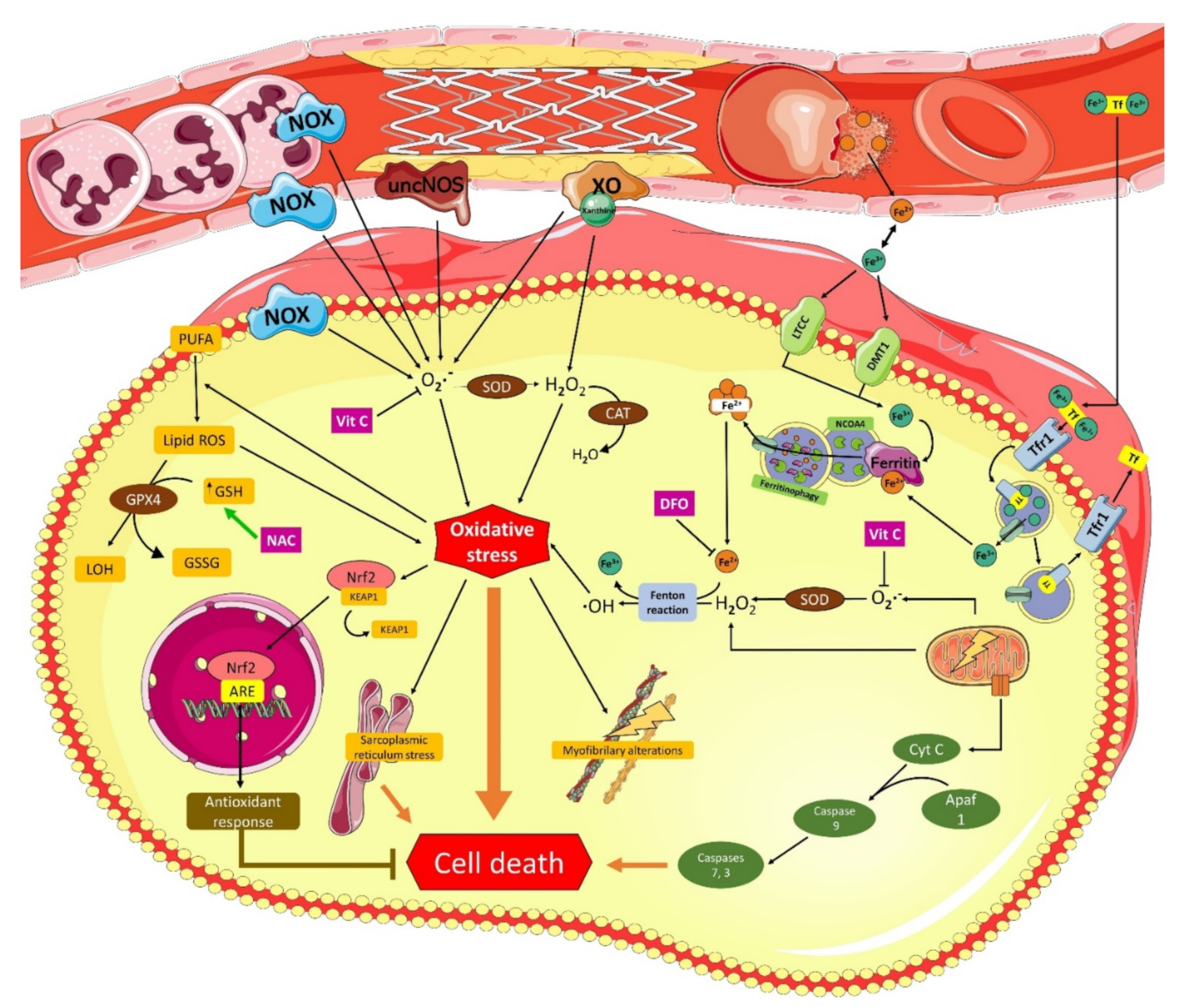 Molecules 26 05702 g001