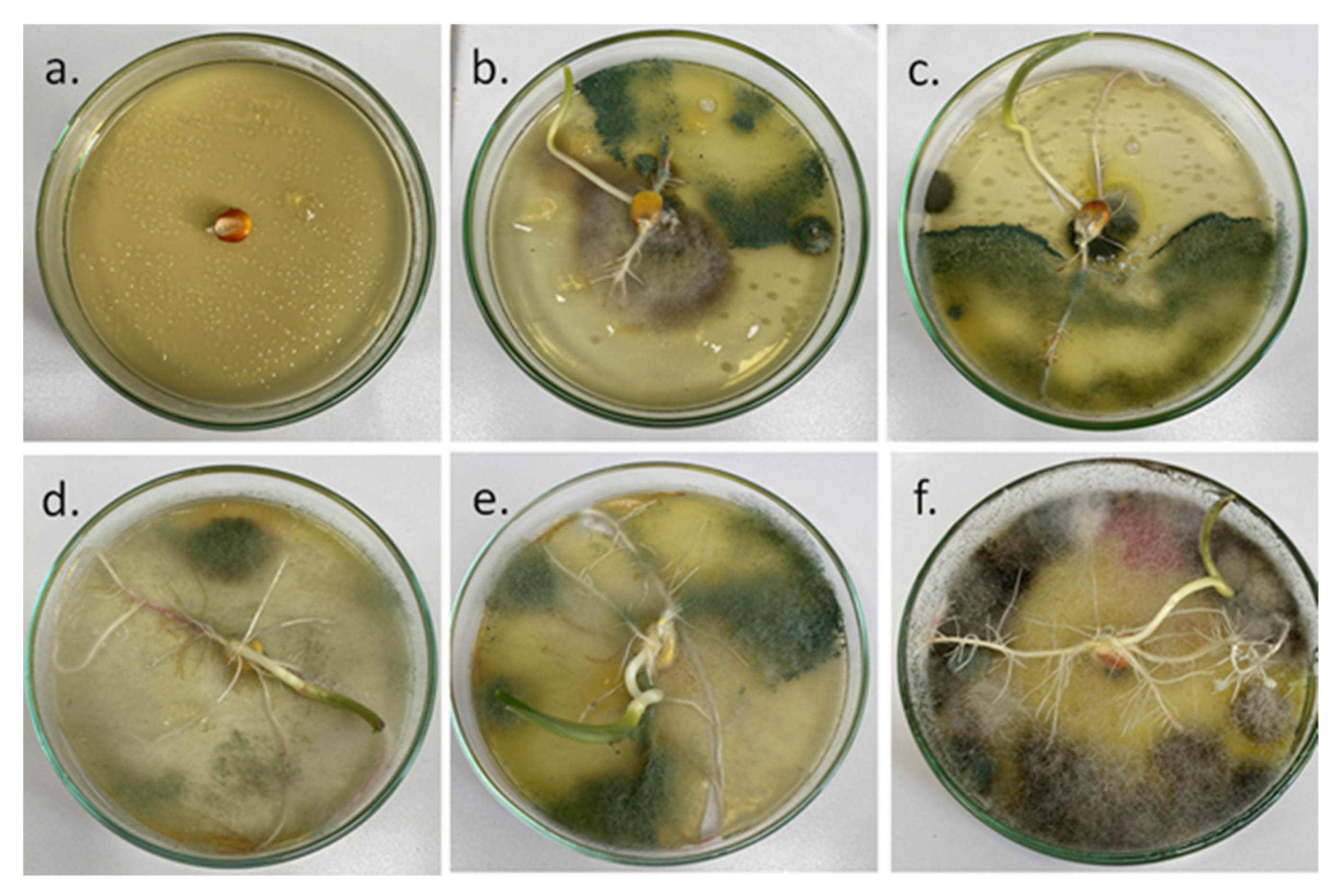 Molecules 26 05755 g012