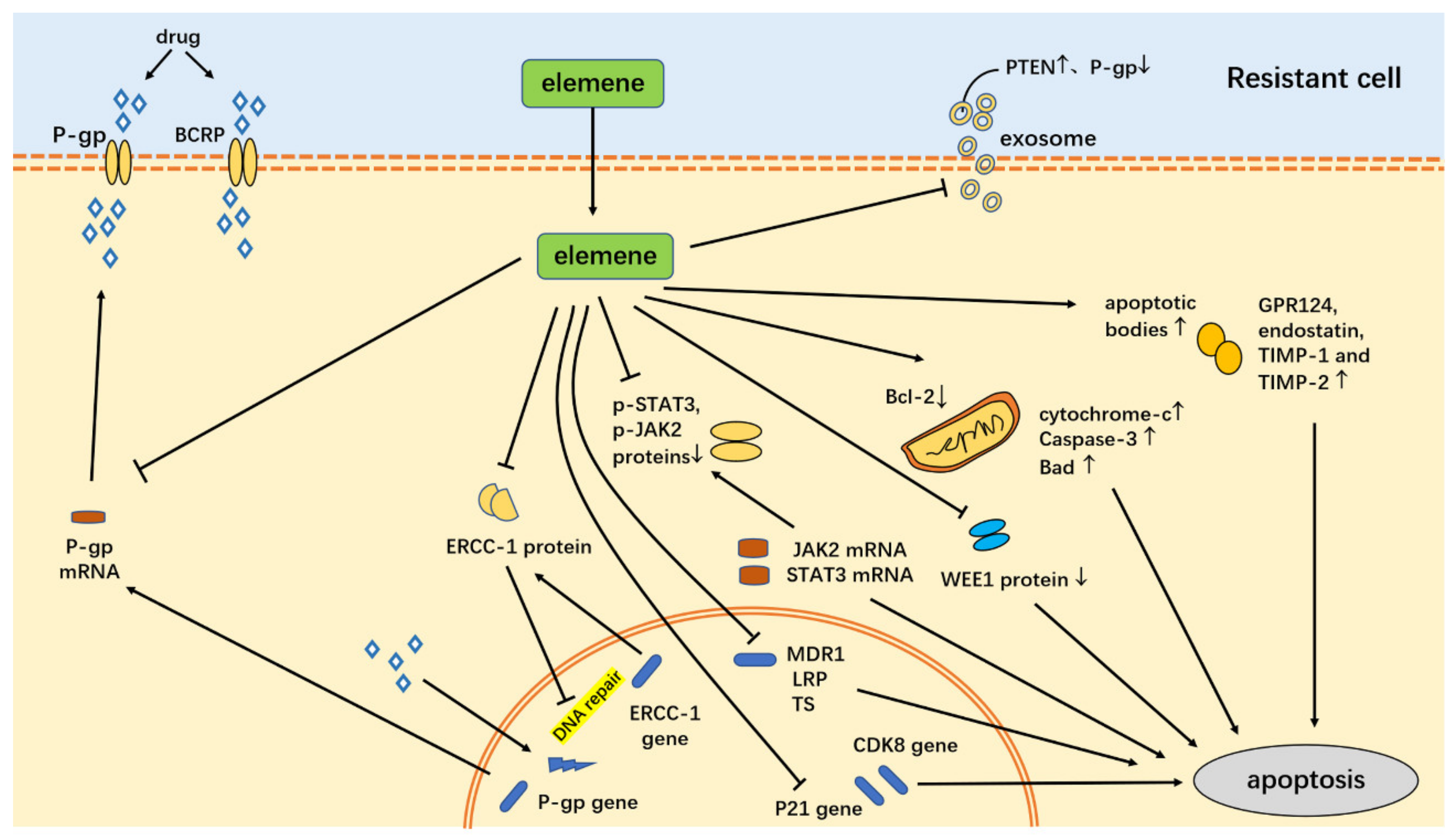 Molecules 26 05792 g006