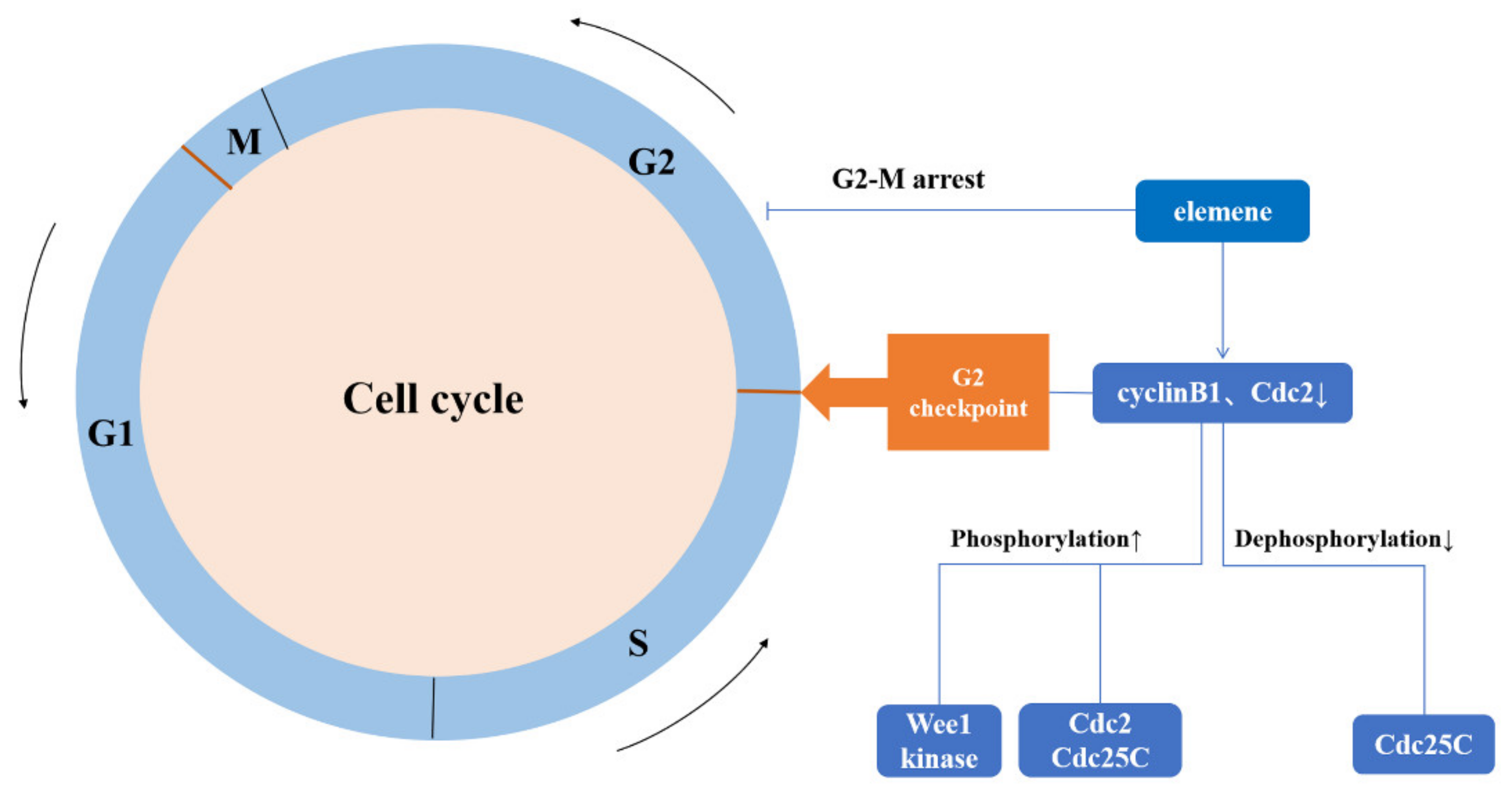Molecules 26 05792 g007