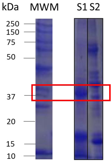 Molecules 26 05809 g0a1 550