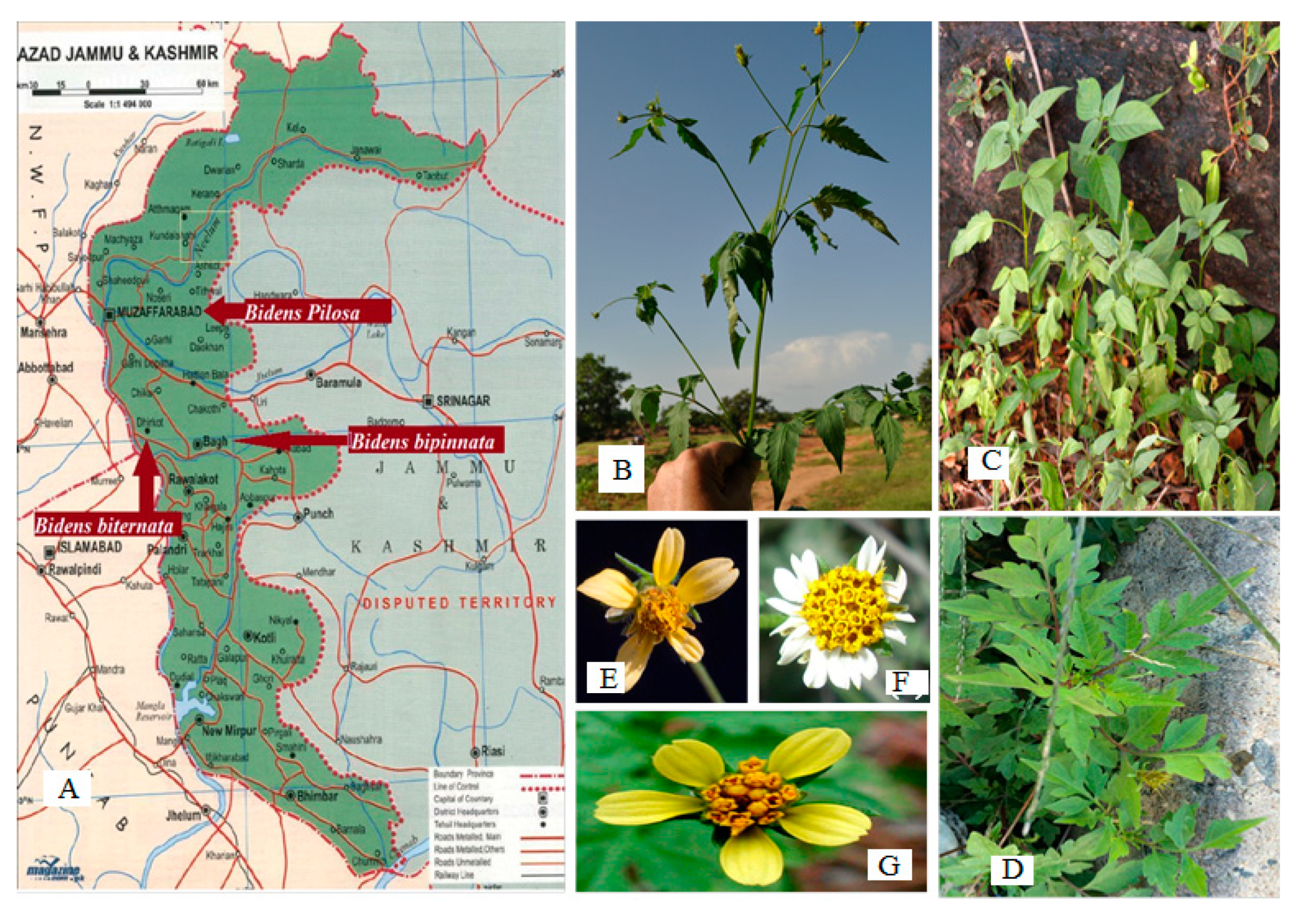 Molecules 26 05820 g009