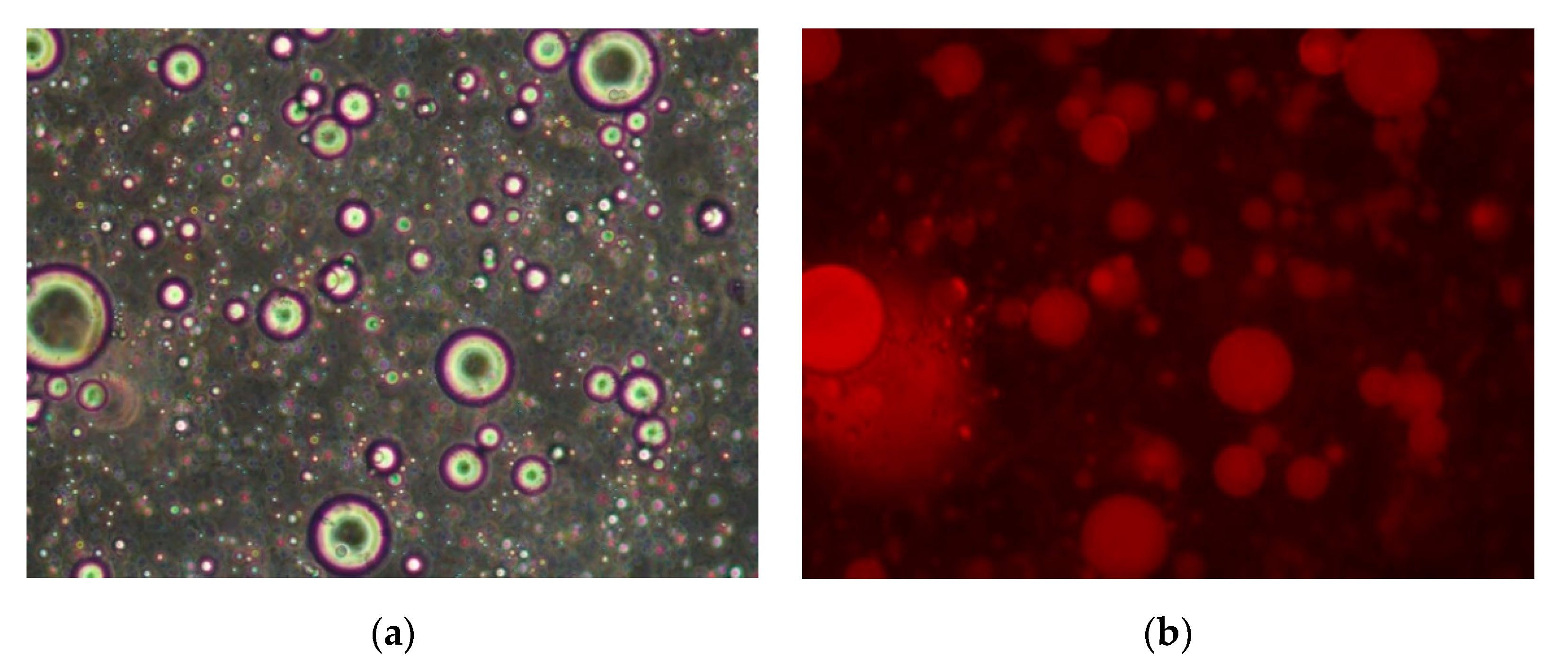 Molecules 26 05821 g008