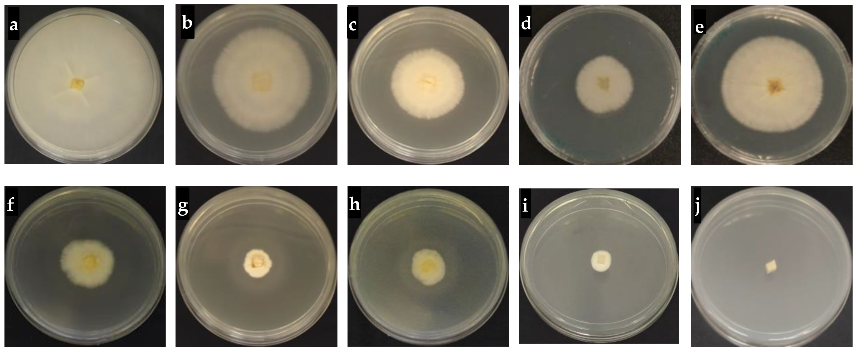 Molecules 26 05837 g009