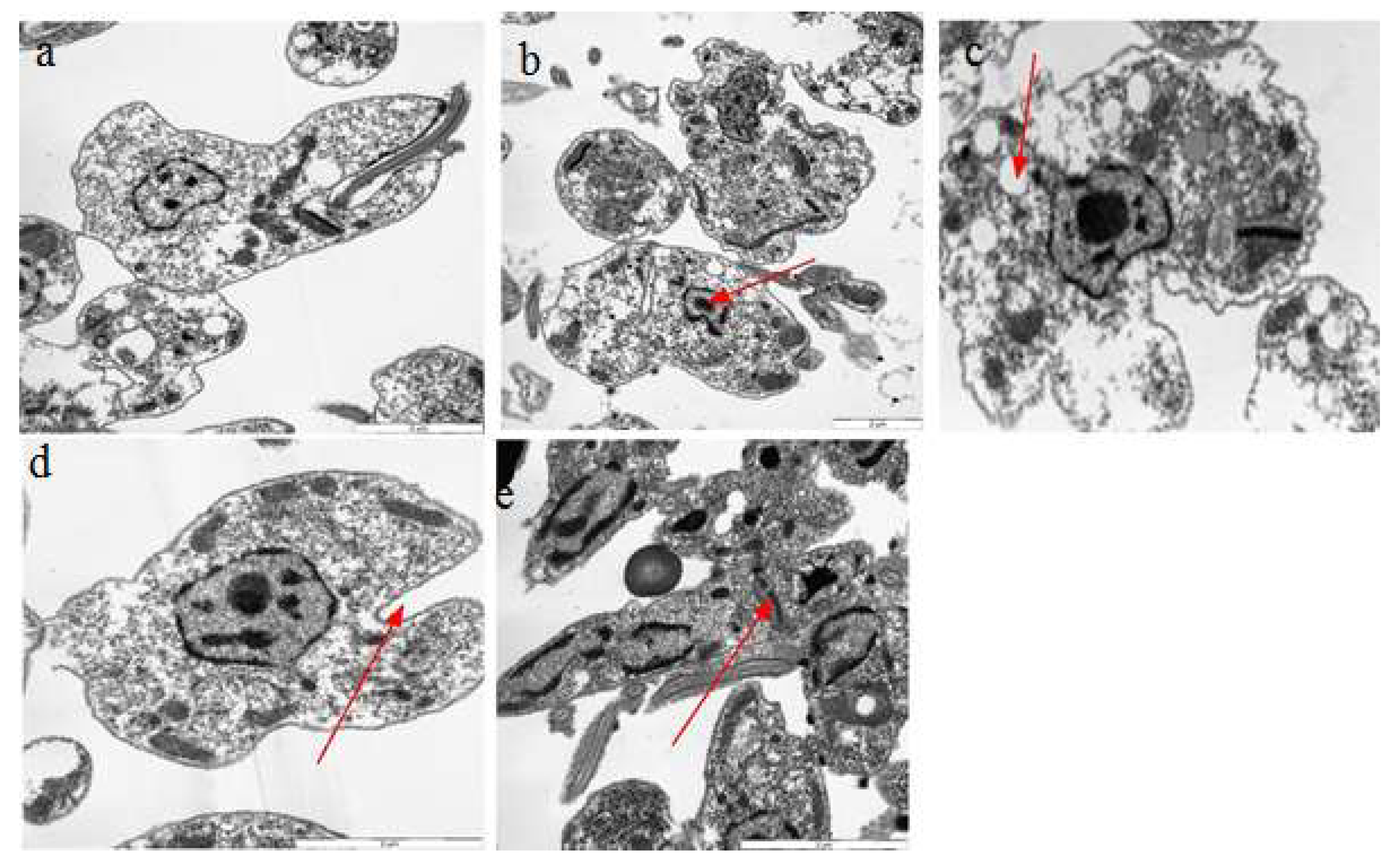 Molecules 26 05843 g012