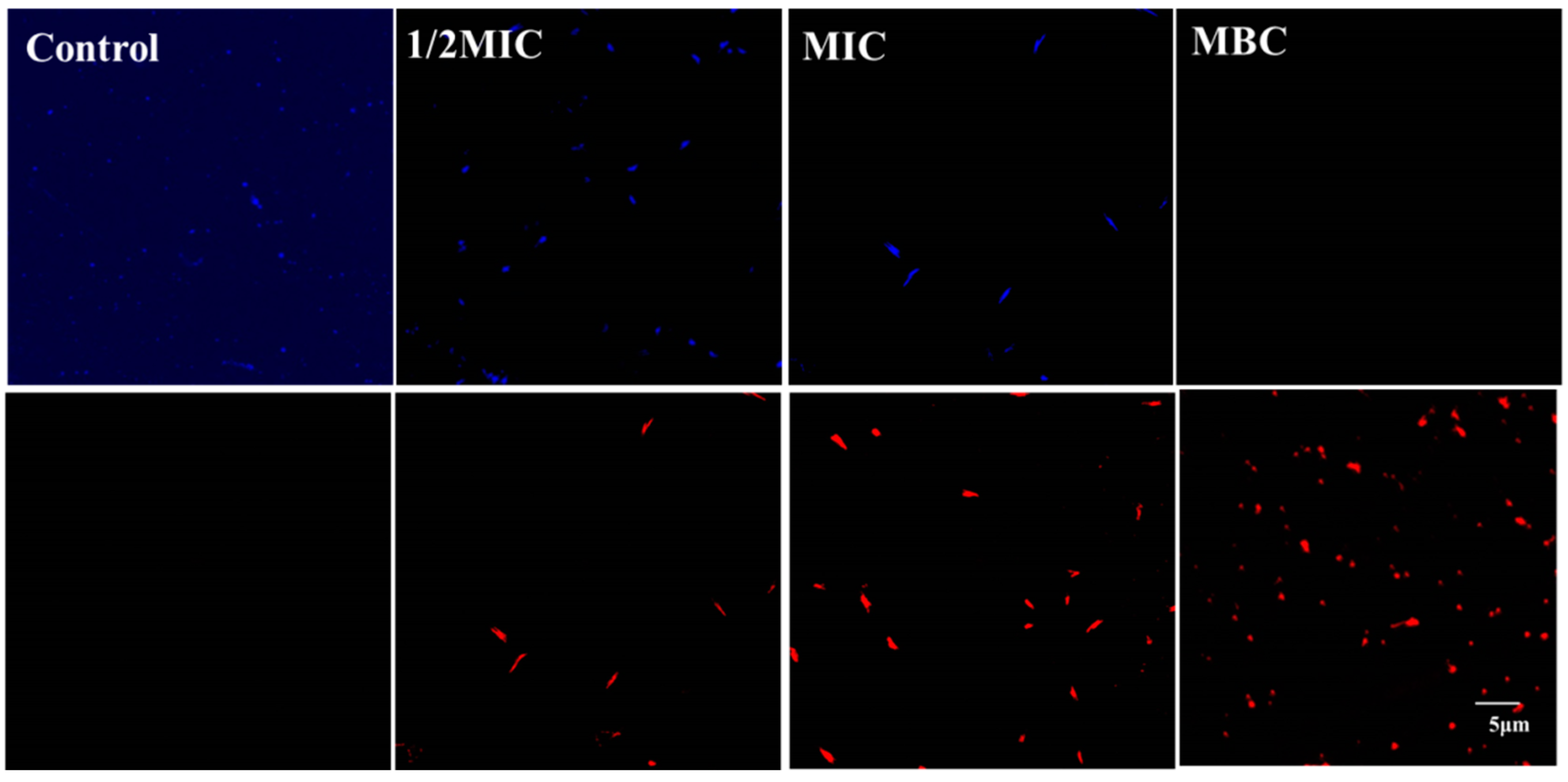 Molecules 26 05854 g003