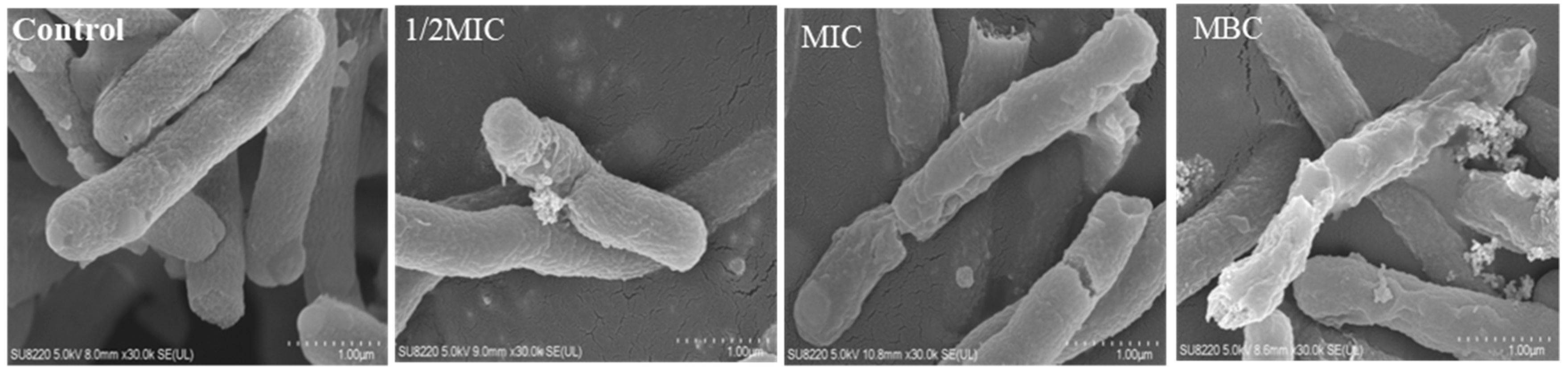 Molecules 26 05854 g004