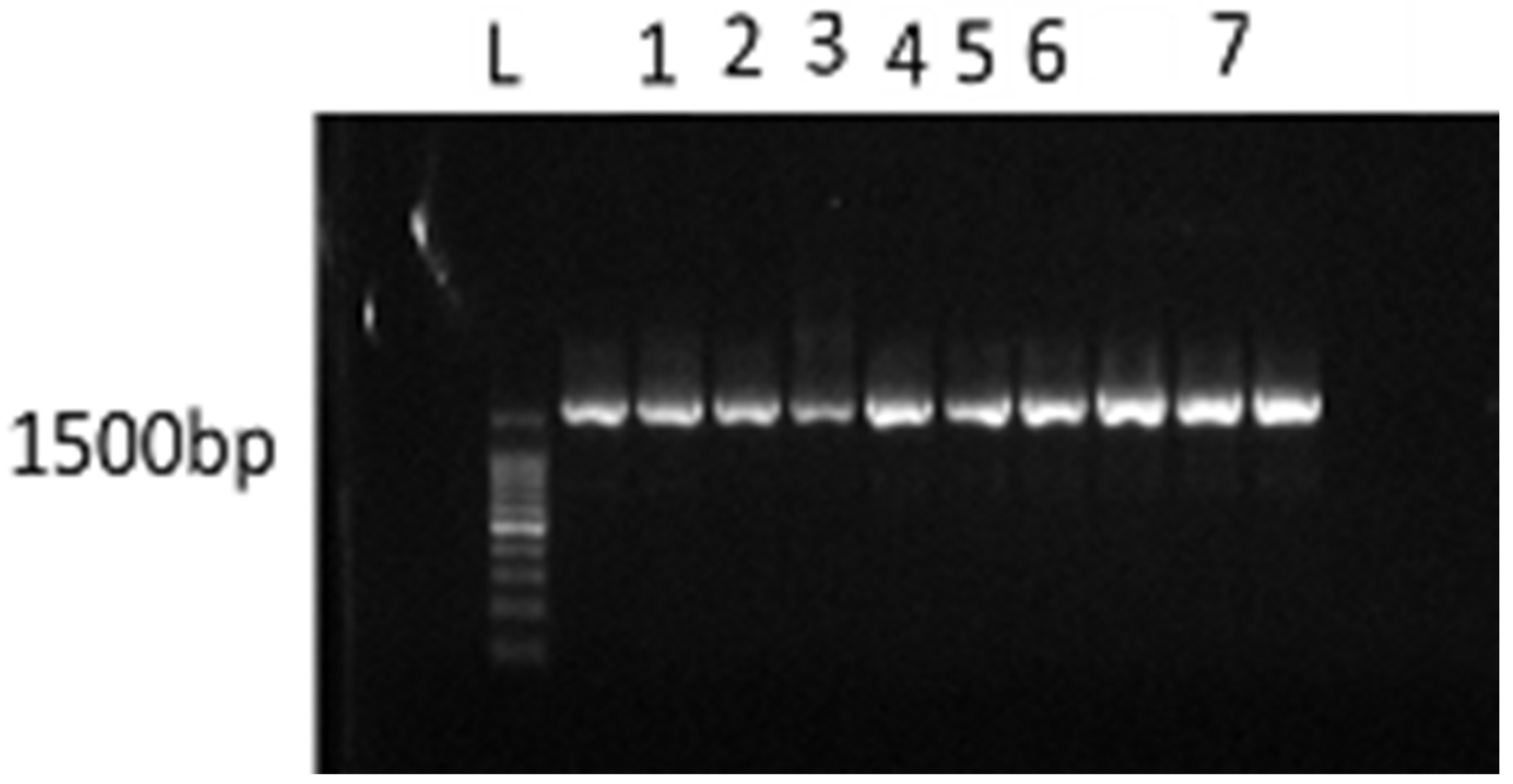 Molecules 26 05874 g001