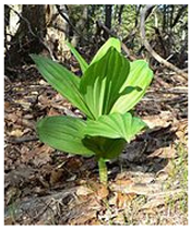 Molecules 26 05934 i001 Molecules 26 05934 i001