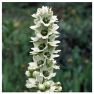 Molecules 26 05934 i002 Molecules 26 05934 i002