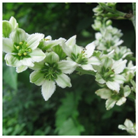 Molecules 26 05934 i003 Molecules 26 05934 i003